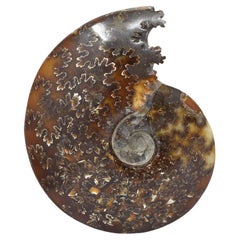 Whole Ammonite Fossil, Mineral Specimen, Jurassic Cretaceous Period #E4G
