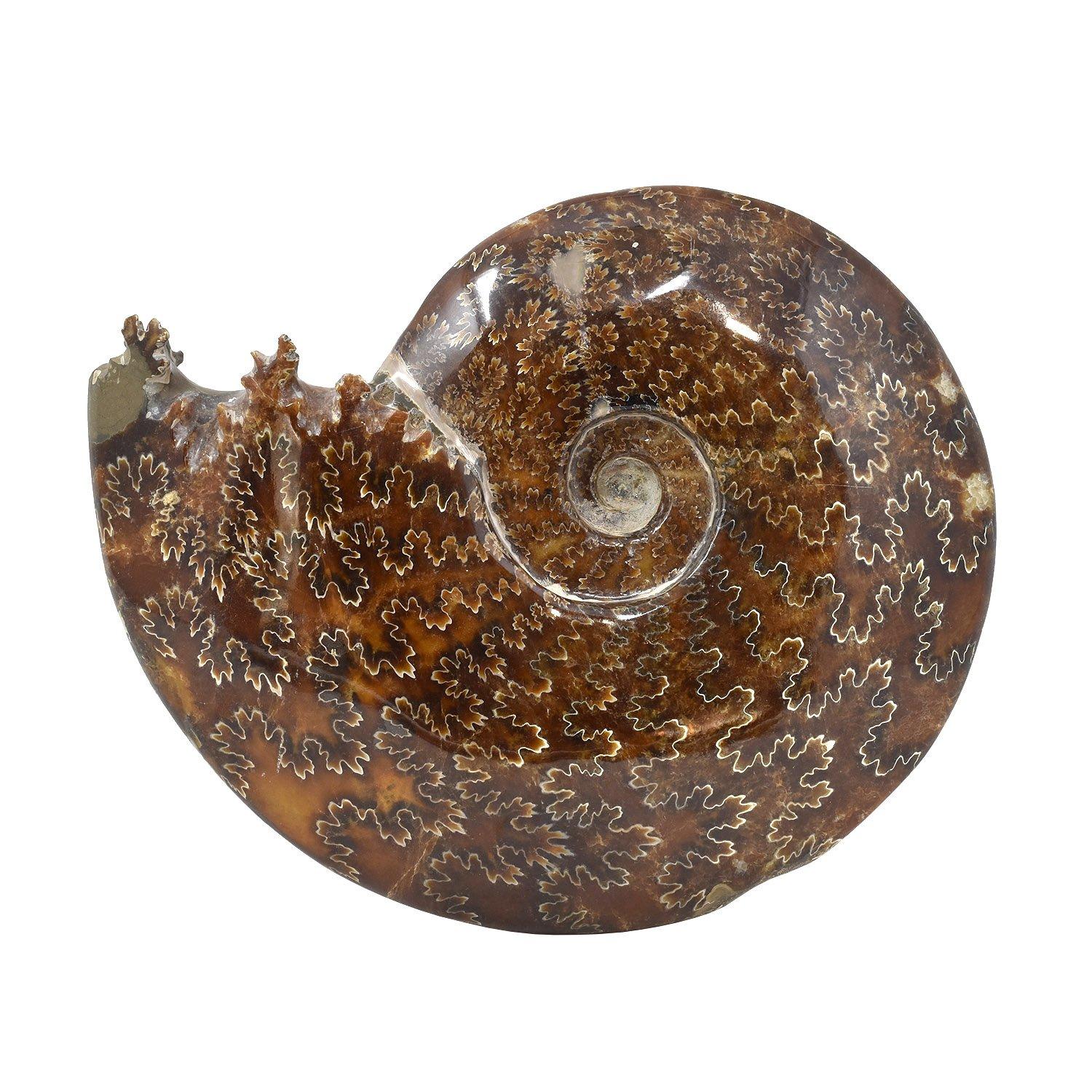 Madagascar

Jurassic - Cretaceous Period, 200 - 145 million years old

8.75 x 7 x 2 in. / 22 x 18 x 5 cm

Weight: 4 lbs 14 oz/ 2.065 kg

Ammonites were cephalopods that resembled a squid with a shell. The predatory mollusks had eyes, tentacles, and