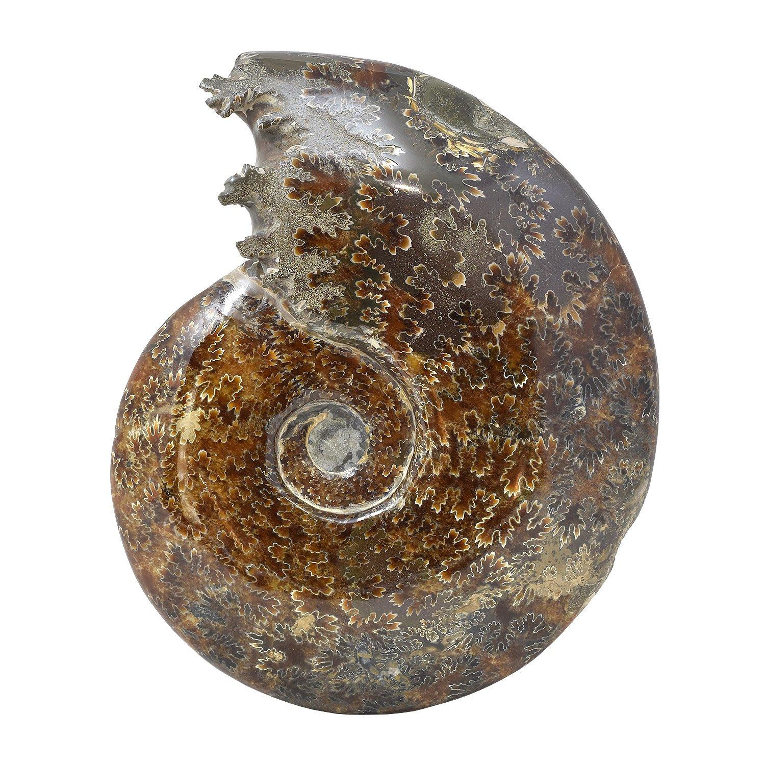 Other Whole Ammonite Fossil, Mineral Specimen, Jurassic Cretaceous Period #HJA For Sale