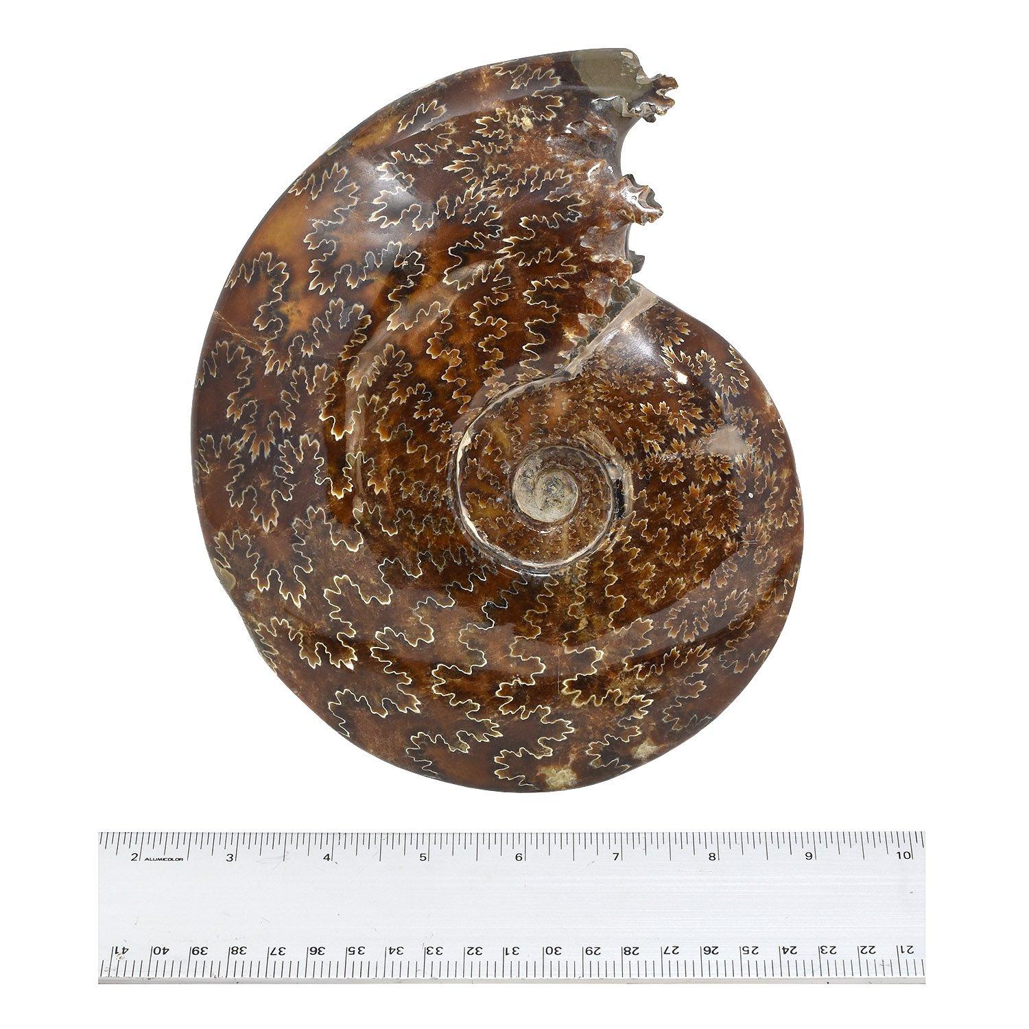 Malagasy Whole Ammonite Fossil, Mineral Specimen, Jurassic Cretaceous Period #HJA For Sale