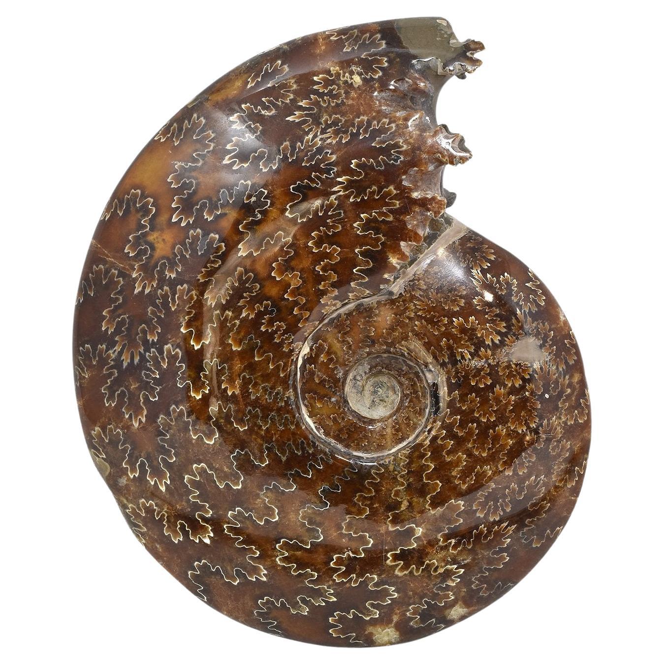 Whole Ammonit-Fossil, Mineralexemplar, Jurassic Cretaceous Periode #HJA