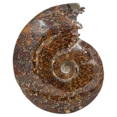 Whole Ammonite Fossil, Mineral Specimen, Jurassic Cretaceous Period #HJA
