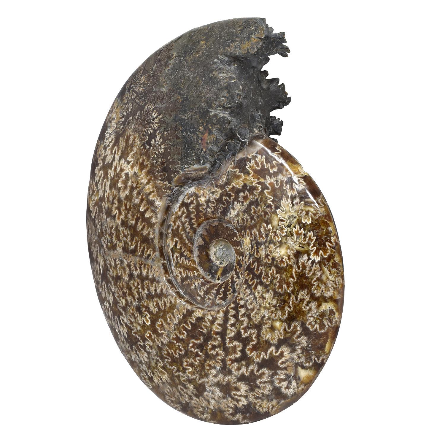 Madagascar

Periodo Giurassico - Cretaceo, 200 - 145 milioni di anni fa

Dimensioni: 9,25 × 8 × 2 in. / 23,5 × 20,5 × 5 cm

Peso: 5,55 lbs / 2,424 kg

In questo esempio, il complesso schema di suture che separava le camere d'aria appare bianco, con