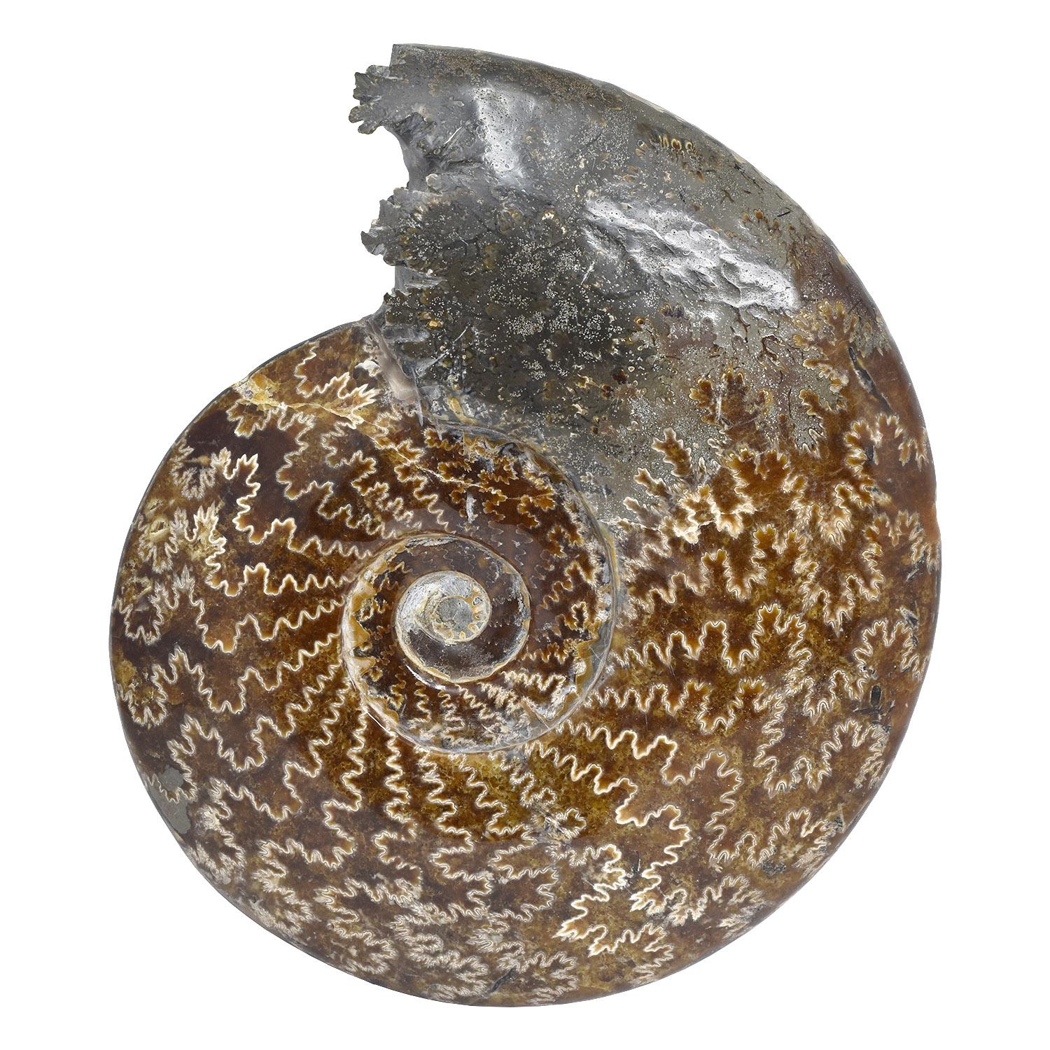 Altro Ammonite fossile intera, campione minerale, periodo cretaceo giurassico #S5C in vendita