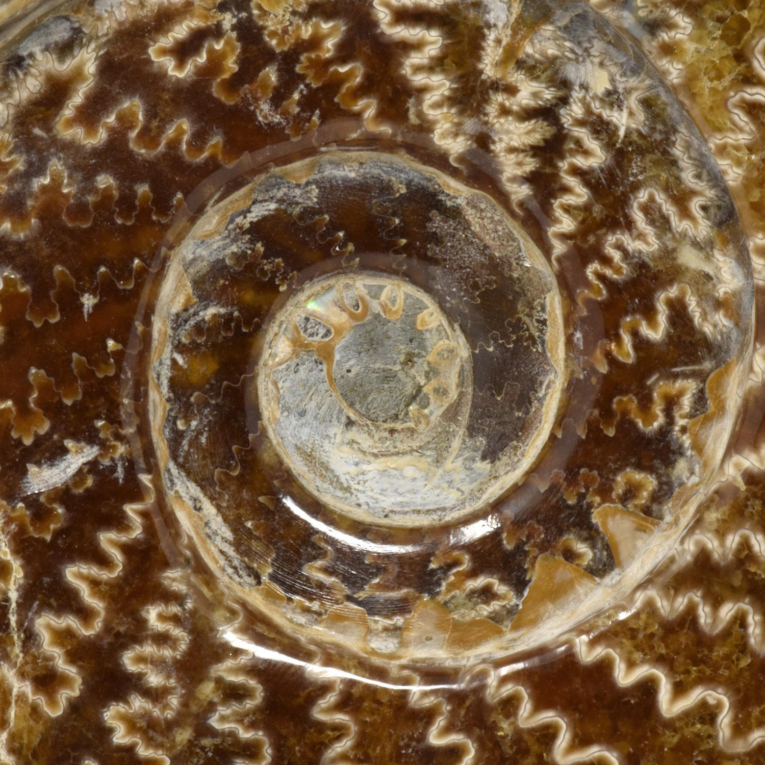 Malgascio Ammonite fossile intera, campione minerale, periodo cretaceo giurassico #S5C in vendita