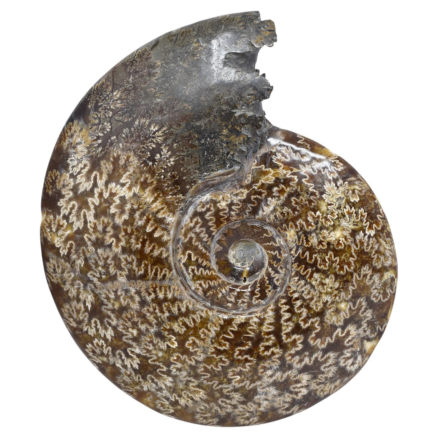 Whole Ammonit-Fossil, Mineralexemplar, Jurassic Cretaceous Periode #S5C