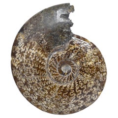 Whole Ammonite Fossil, Mineral Specimen, Jurassic Cretaceous Period #S5C
