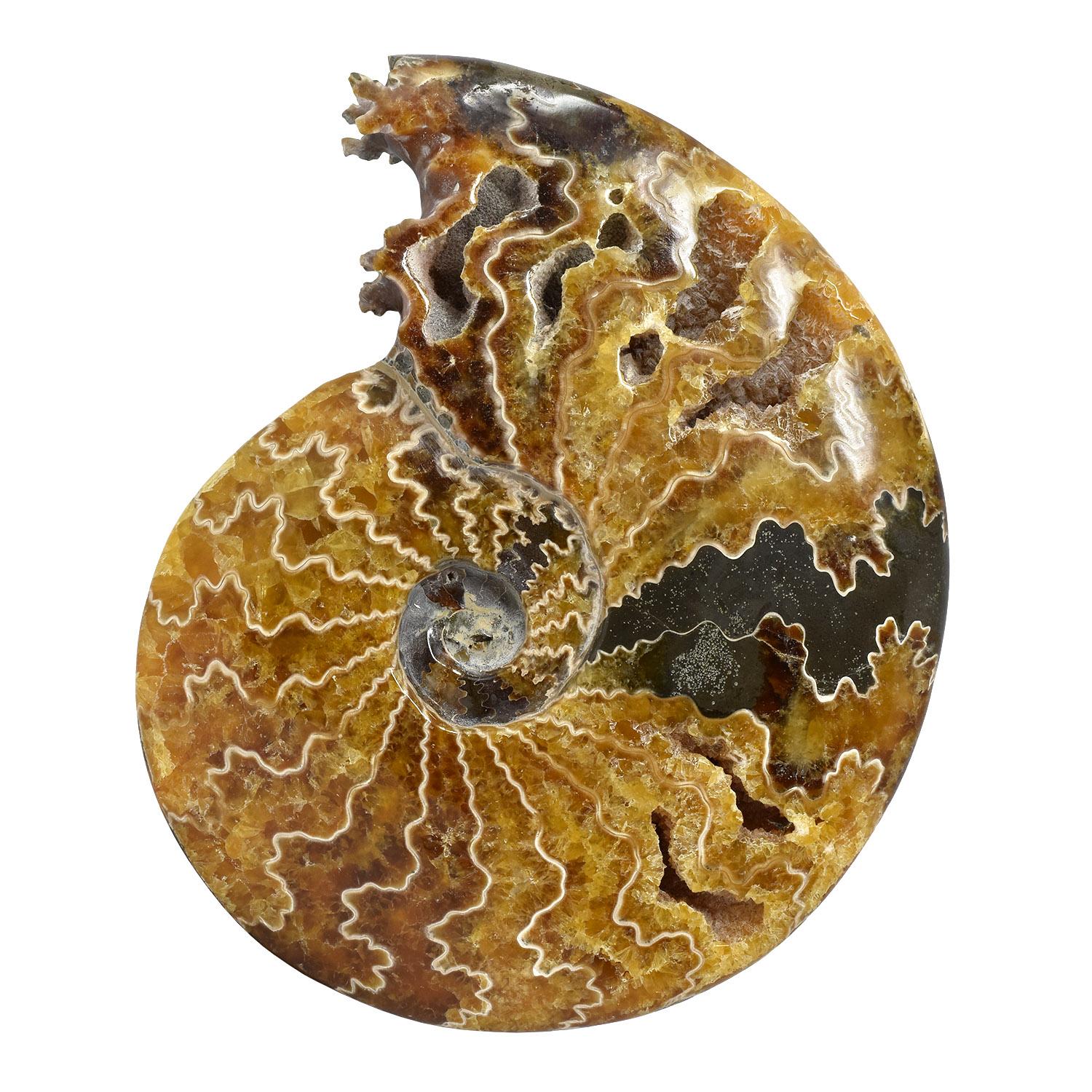 Altro Ammonite fossile intera con cristalli, campione minerale del Cretaceo Giurassico #T7G in vendita
