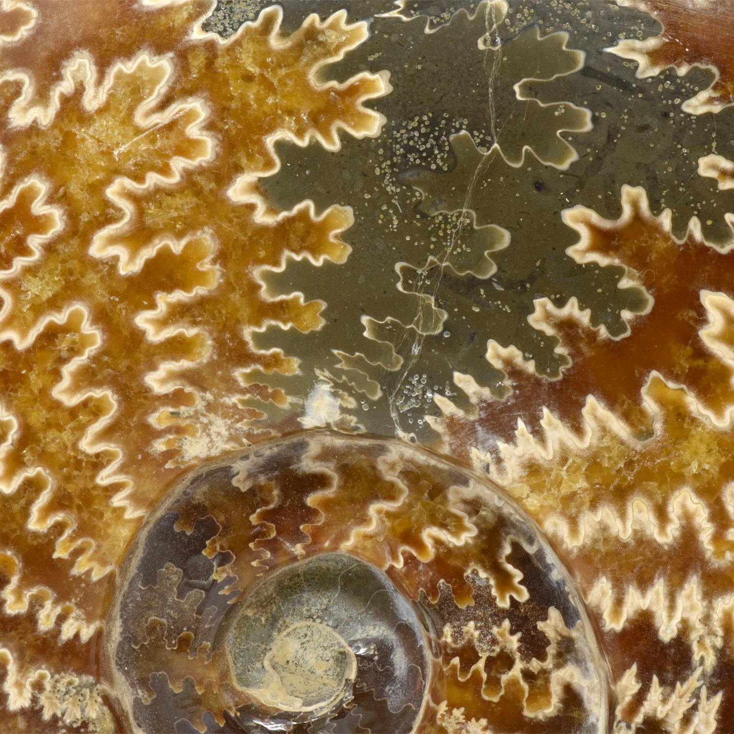 Malgascio Ammonite fossile intera con cristalli, campione minerale del Cretaceo Giurassico #T7G in vendita