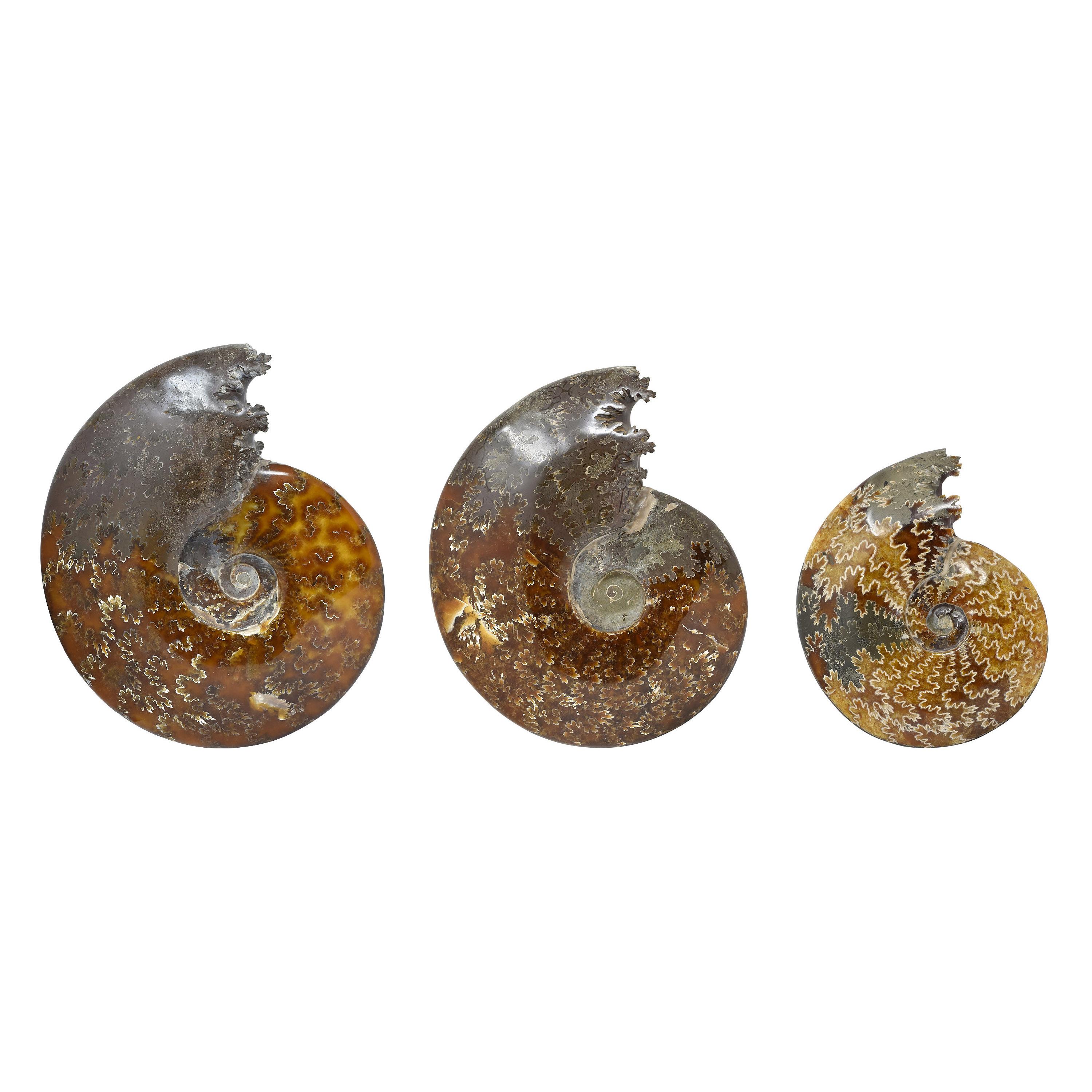 Ammonite fossile intera con cristalli, campione minerale del Cretaceo Giurassico #T7G In condizioni buone in vendita a Point Richmond, CA