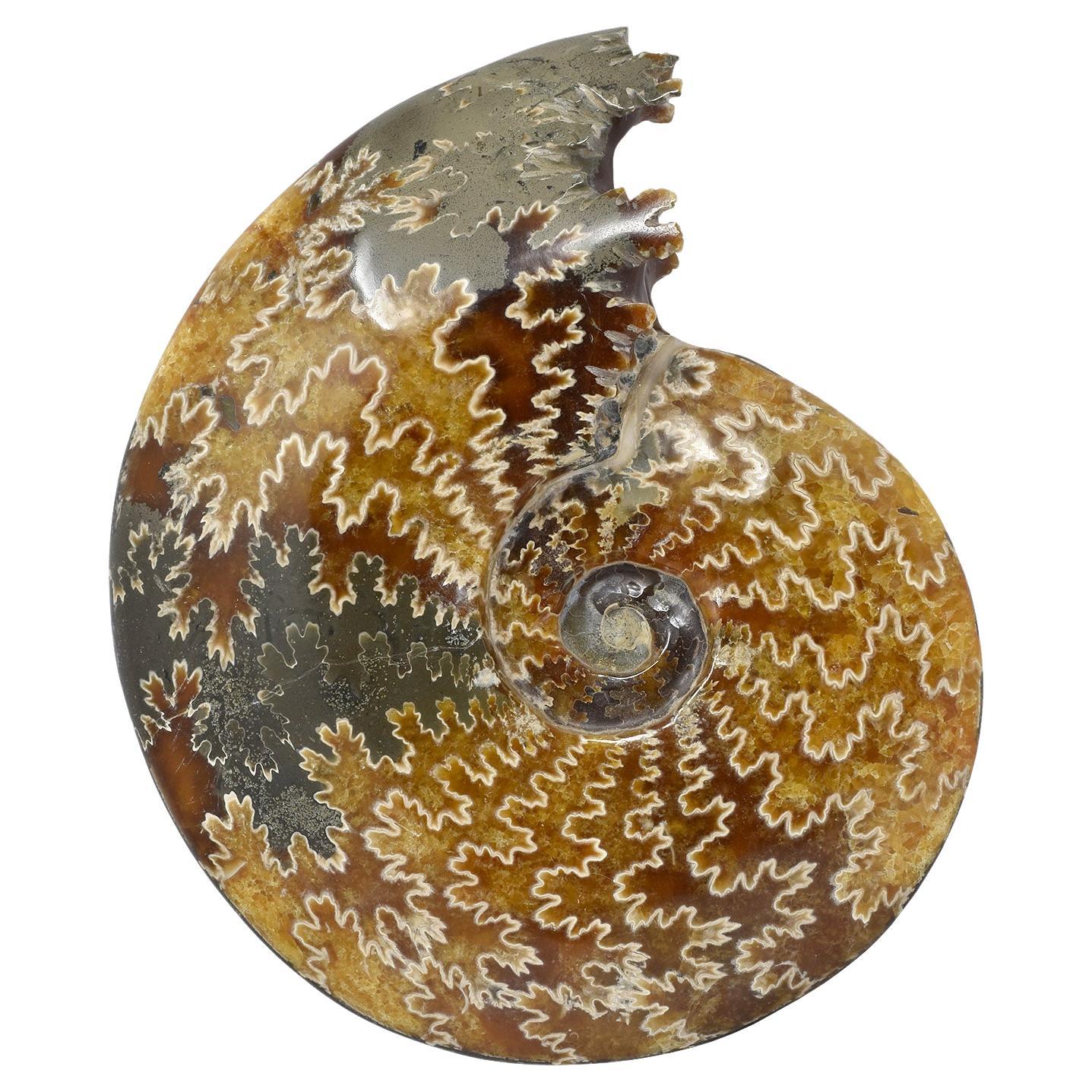 Whole Ammonite Fossil with Crystals, Mineral Specimen Jurassic Cretaceous #T7G