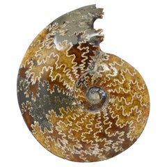 Whole Ammonit-Fossil mit Kristallen, Mineralexemplar Jurassic Cretaceous #T7G