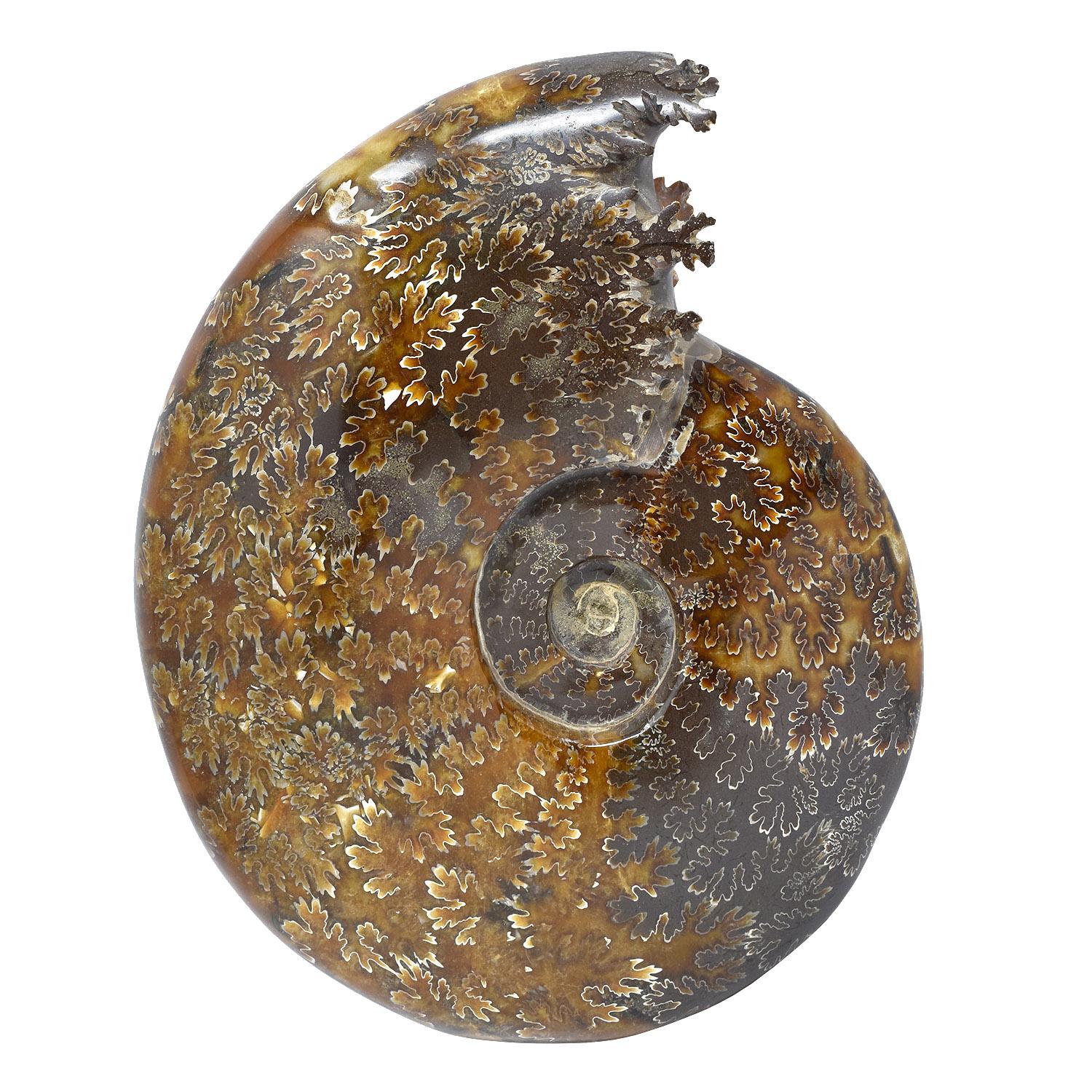 Fósil de Ammonite entero con Cámaras de Druzy Jurásico Cretácico #Z9A Otro en venta