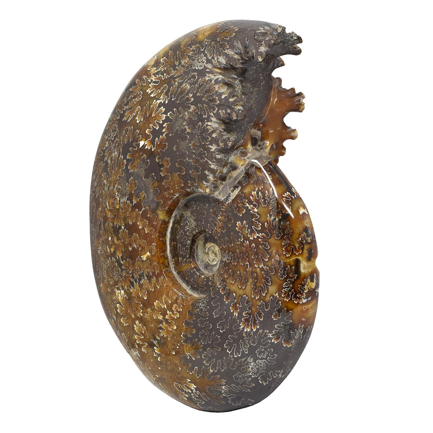 Fósil de Ammonite entero con Cámaras de Druzy Jurásico Cretácico #Z9A Malgache en venta