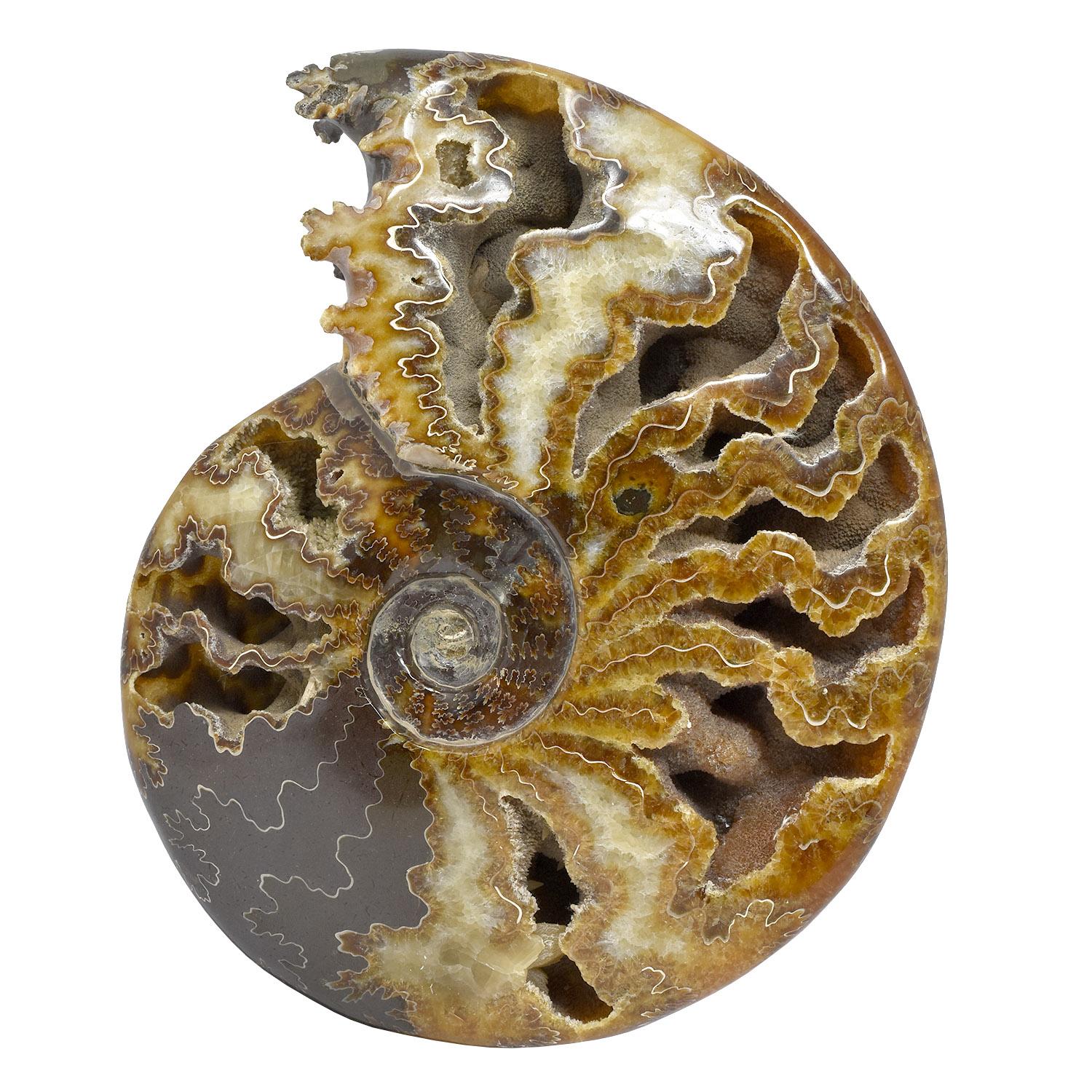 Fósil de Ammonite entero con Cámaras de Druzy Jurásico Cretácico #Z9A en Bueno estado para la venta en Point Richmond, CA