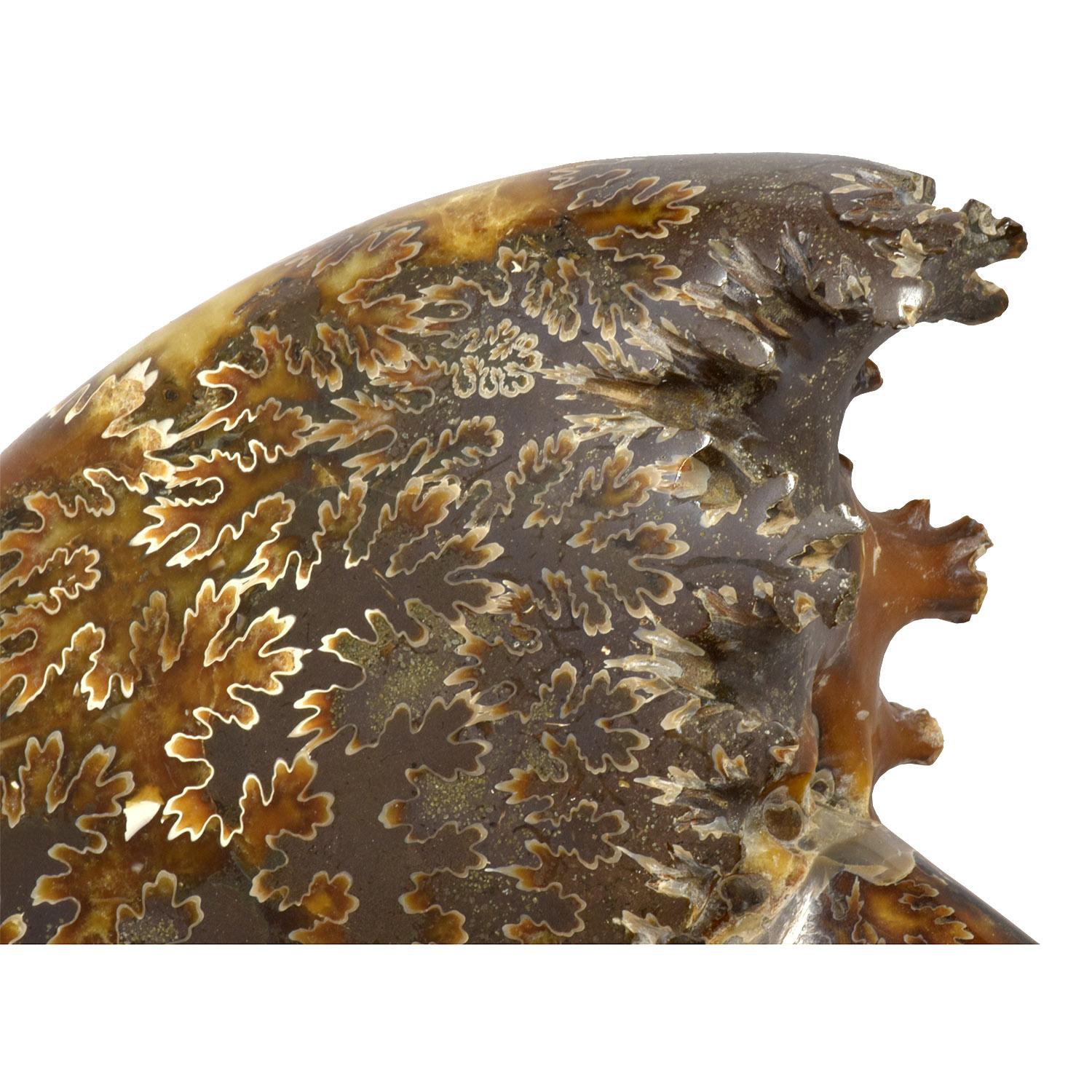Fósil de Ammonite entero con Cámaras de Druzy Jurásico Cretácico #Z9A siglo XVIII y antes en venta
