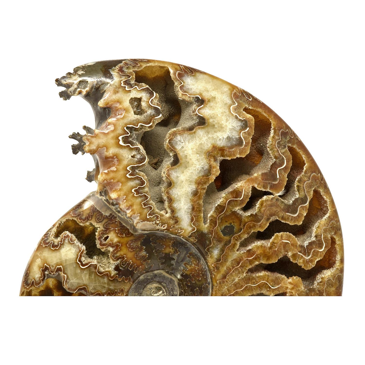 Fósil de Ammonite entero con Cámaras de Druzy Jurásico Cretácico #Z9A Piedra preciosa en venta
