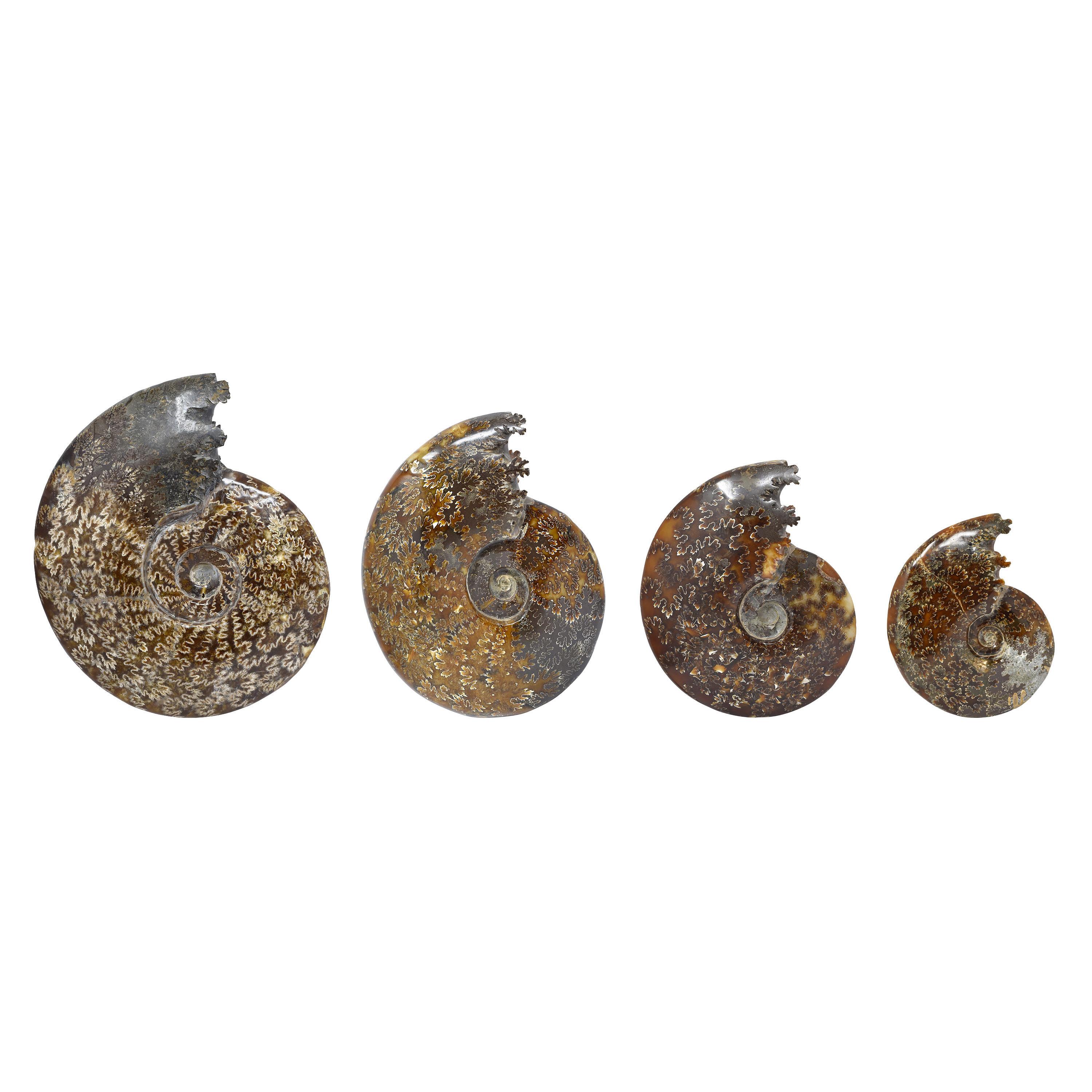 Fósil de Ammonite entero con Cámaras de Druzy Jurásico Cretácico #Z9A en venta 1