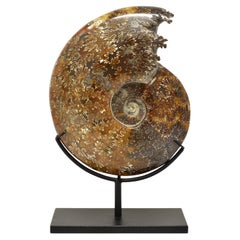 Whole Ammonit Fossil mit Druzy Chambers Jurassic Cretaceous #Z9A