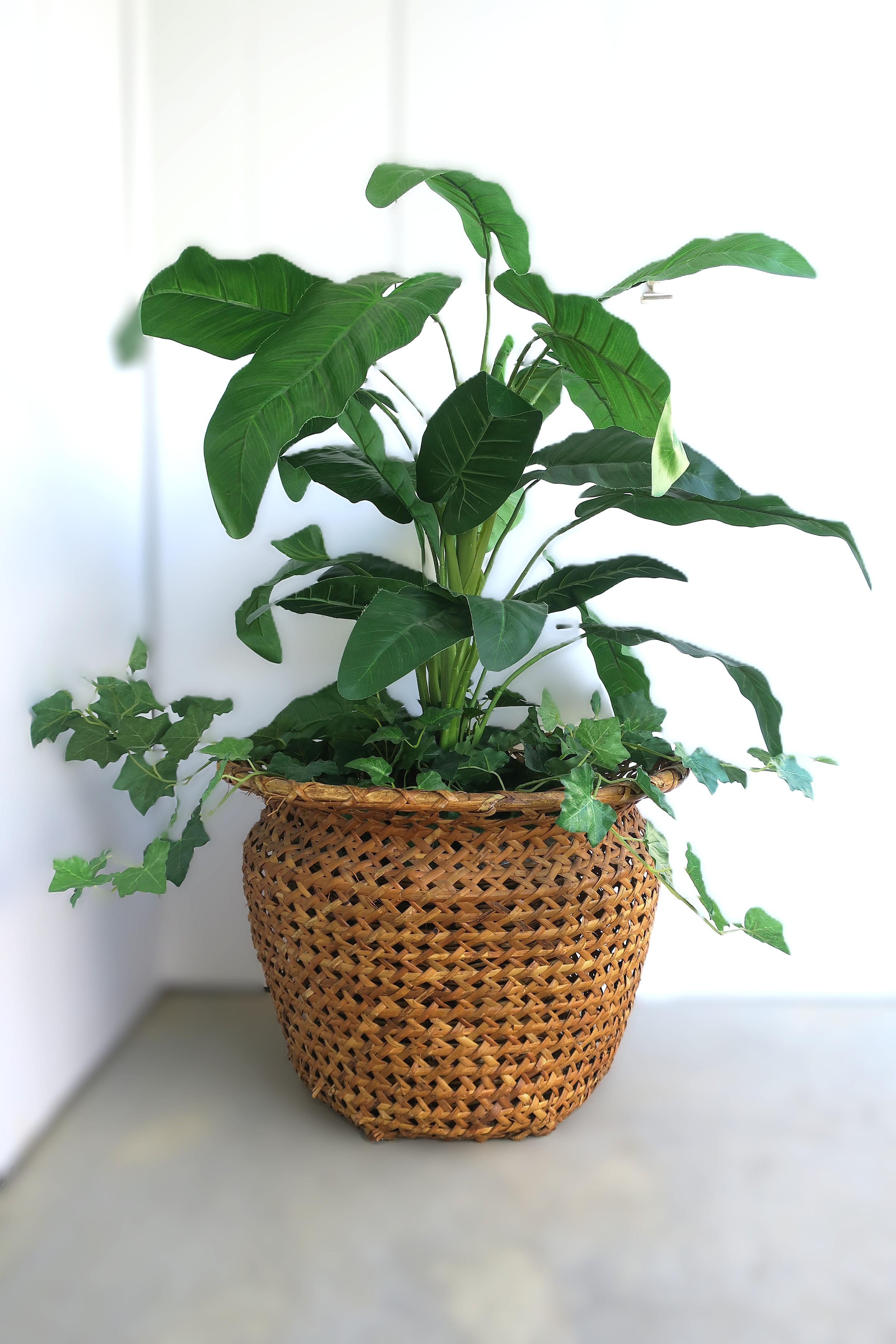 Wicker Basket Plant Cachepot (Böhmisch) im Angebot
