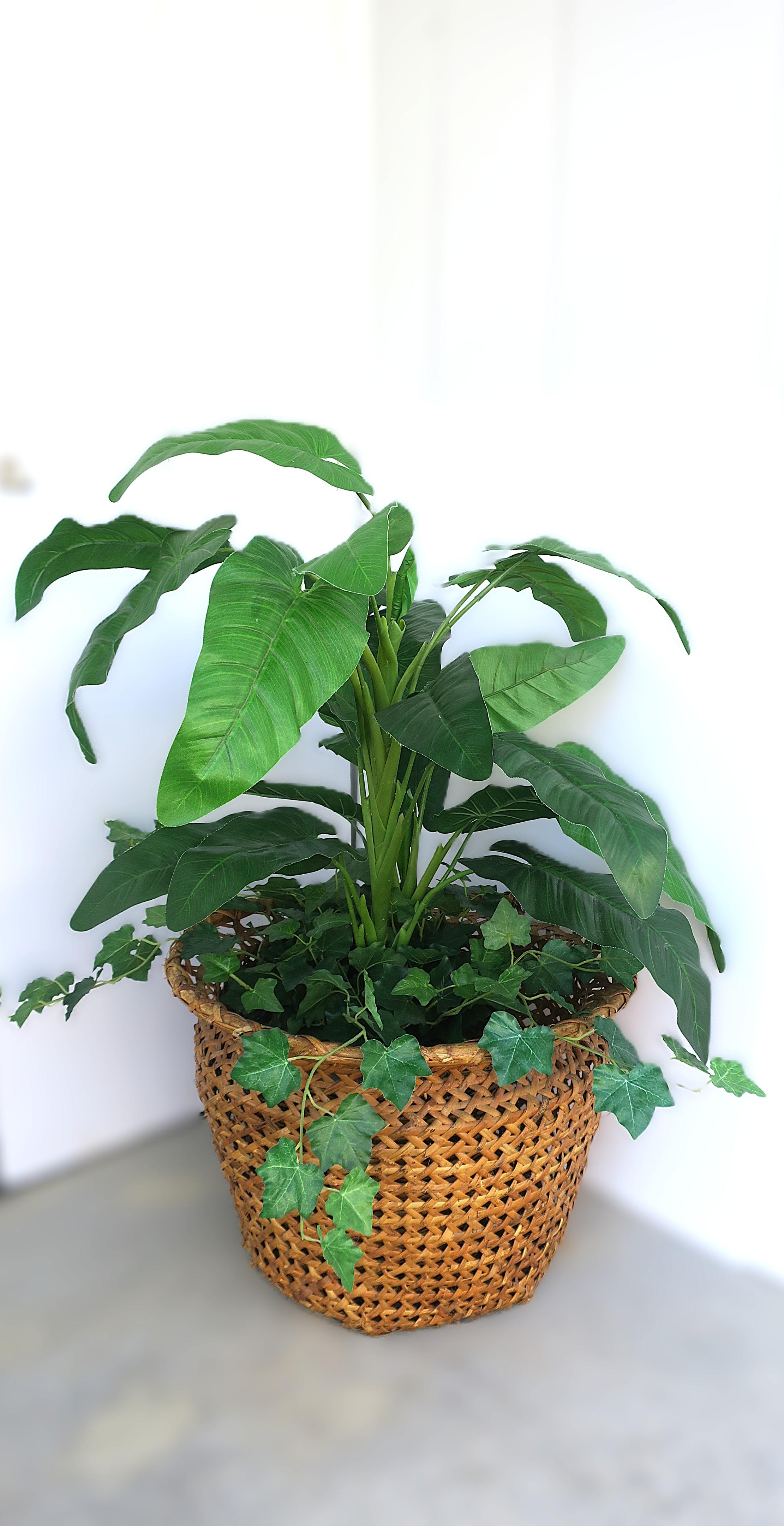 Wicker Basket Plant Cachepot im Zustand „Gut“ im Angebot in New York, NY