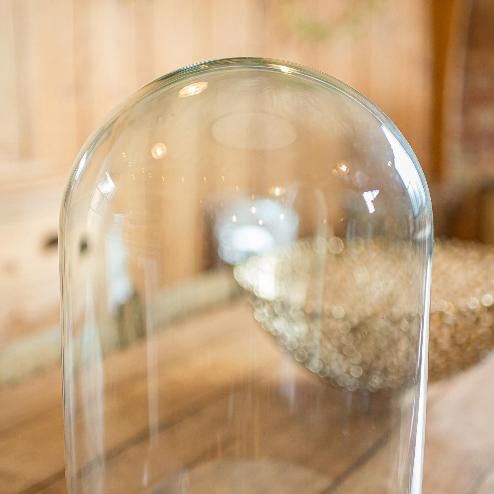 Breiter antiker Taxidermie Dome, englisch, Glasvitrine, viktorianisch, C.1870 (Hochviktorianisch) im Angebot