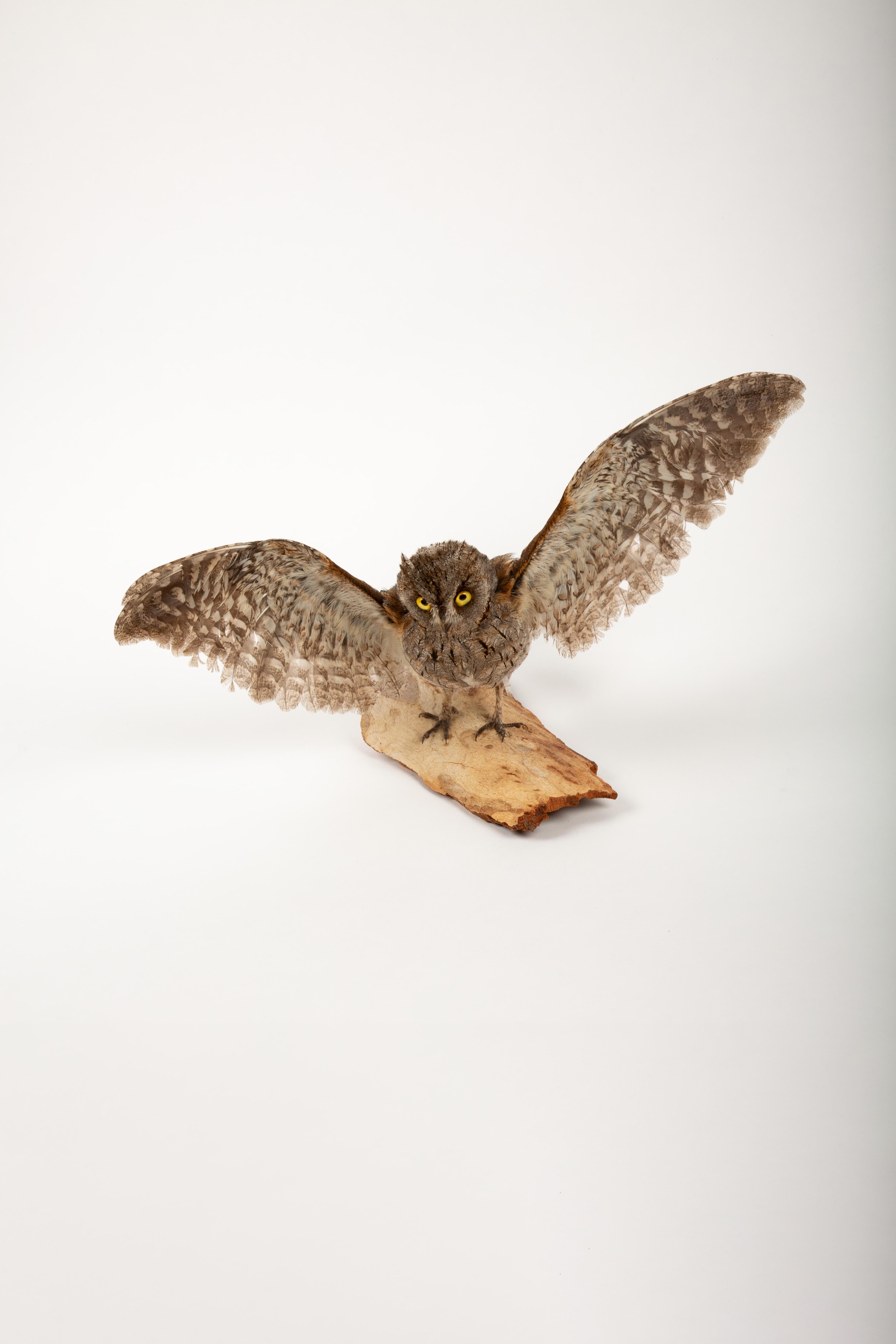 This captivating taxidermy specimen features a European Eurasian Scops Owl, meticulously preserved and mounted with its wings spread wide, showcasing the intricate details of its plumage. The owl’s large, striking yellow eyes give it a lifelike
