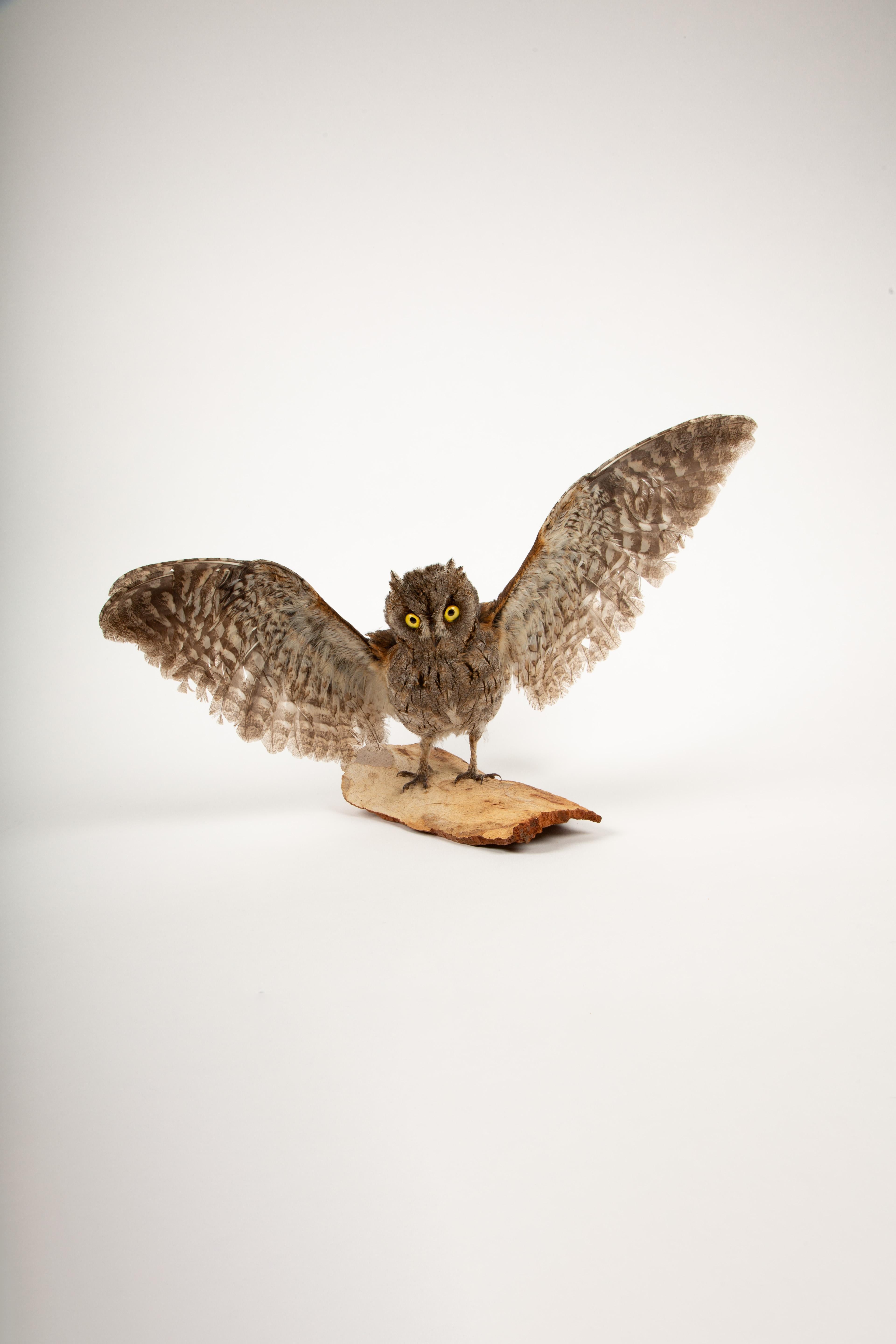 Victorian Wide-Eyed Wonder: Taxidermy Eurasian Scops Owl with Wings Spread