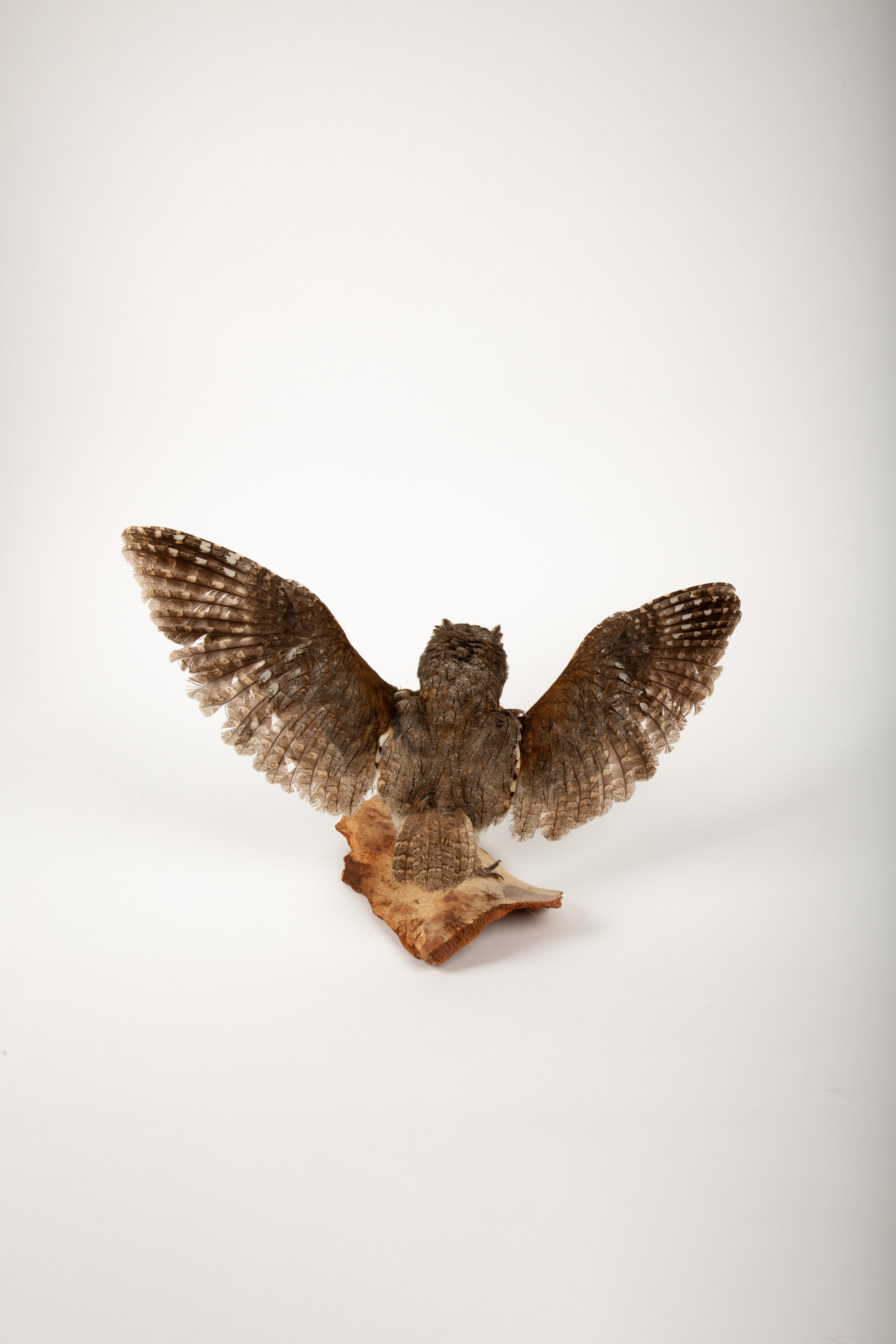 French Wide-Eyed Wonder: Taxidermy Eurasian Scops Owl with Wings Spread