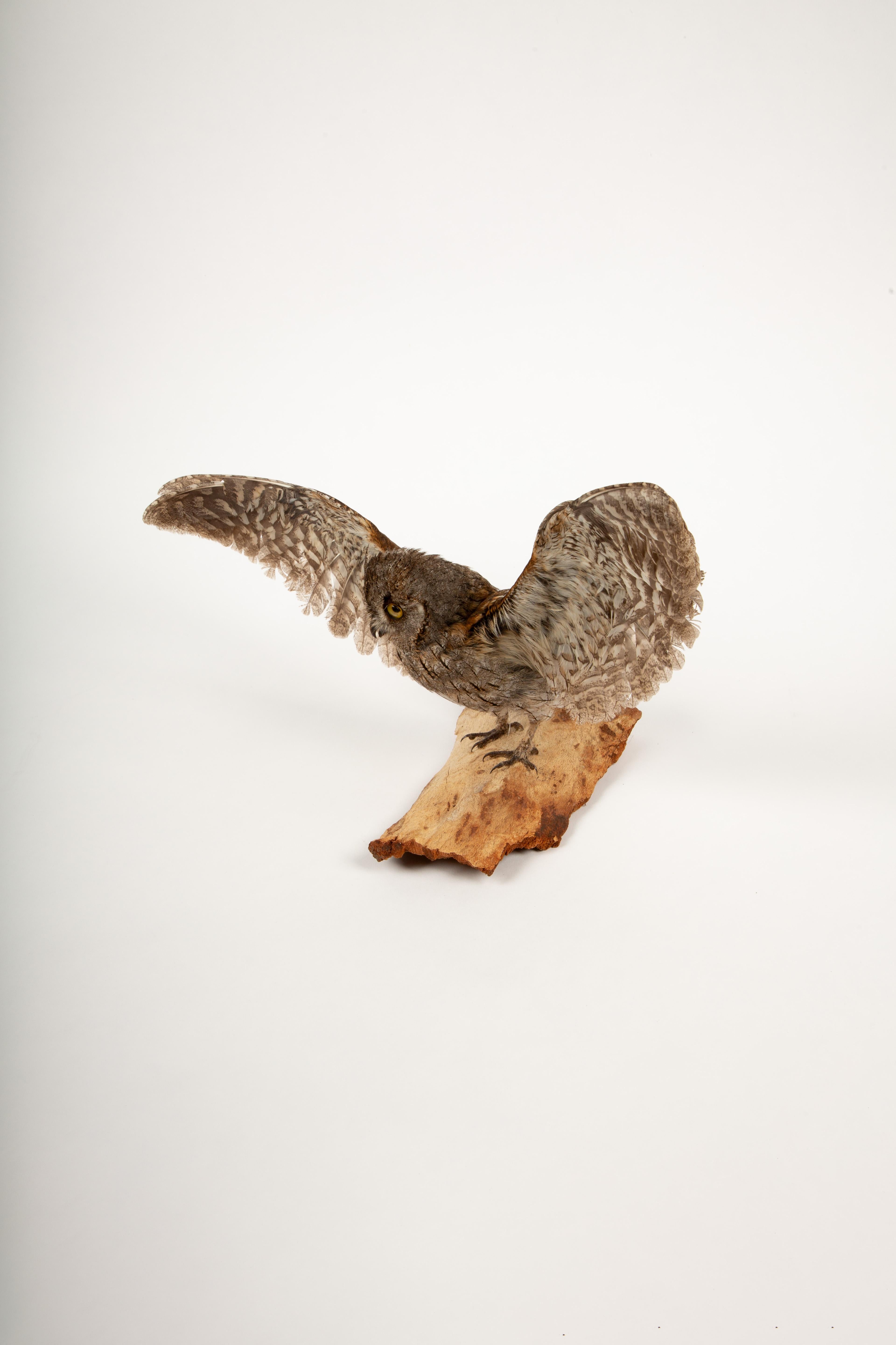Wide-Eyed Wonder: Taxidermy Eurasian Scops Owl with Wings Spread In New Condition In New York, NY