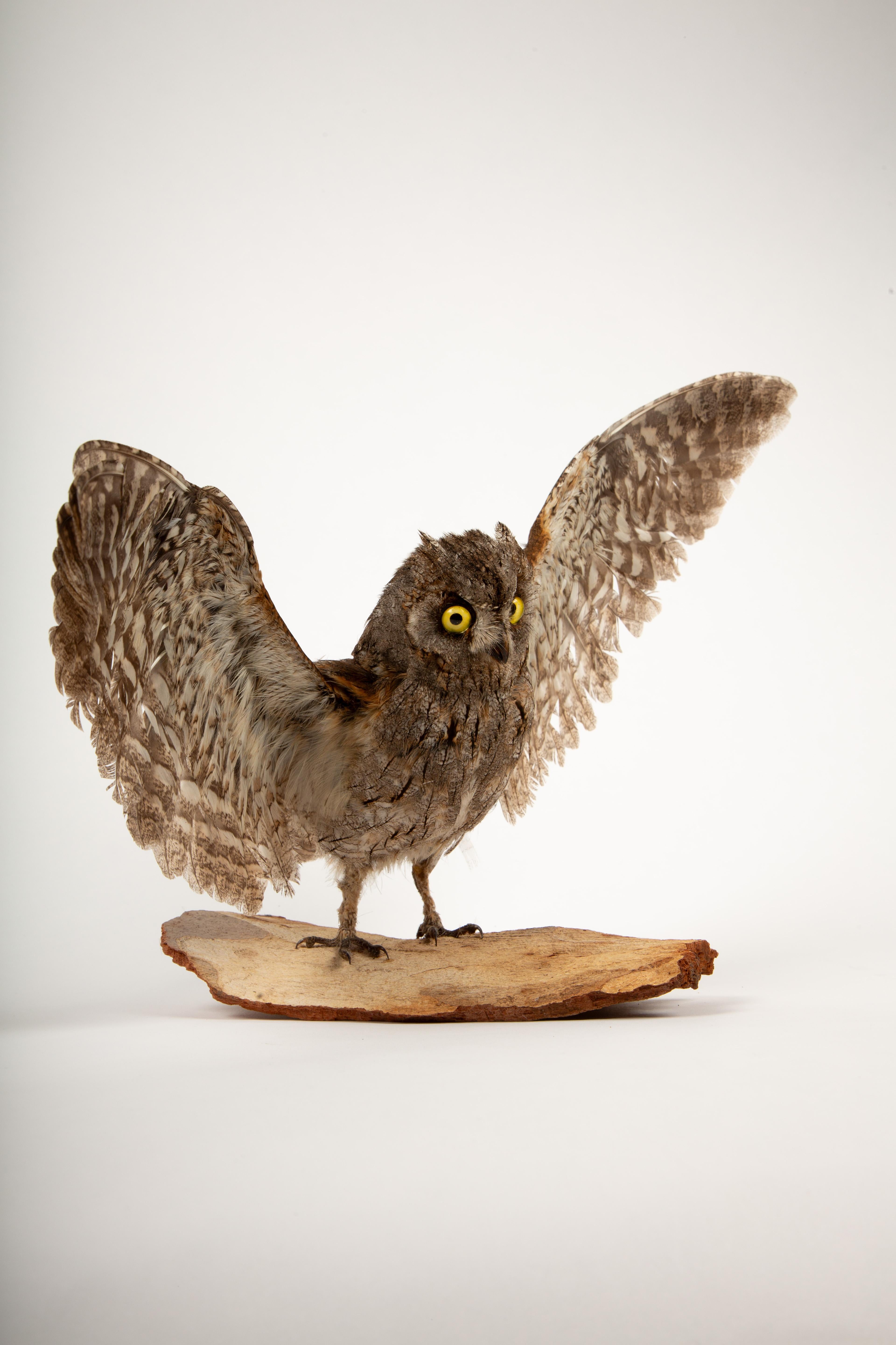 Contemporary Wide-Eyed Wonder: Taxidermy Eurasian Scops Owl with Wings Spread