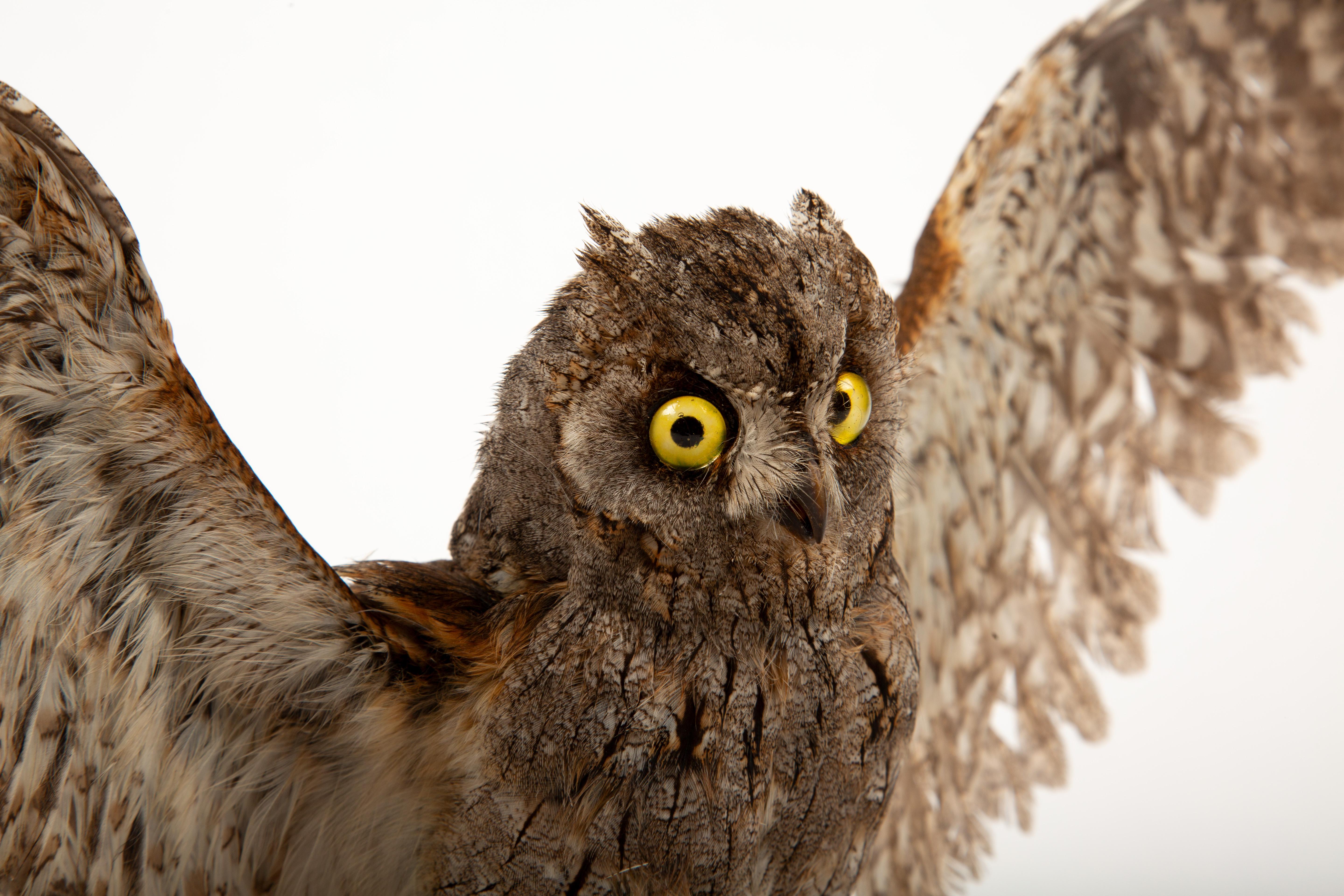 Feathers Wide-Eyed Wonder: Taxidermy Eurasian Scops Owl with Wings Spread