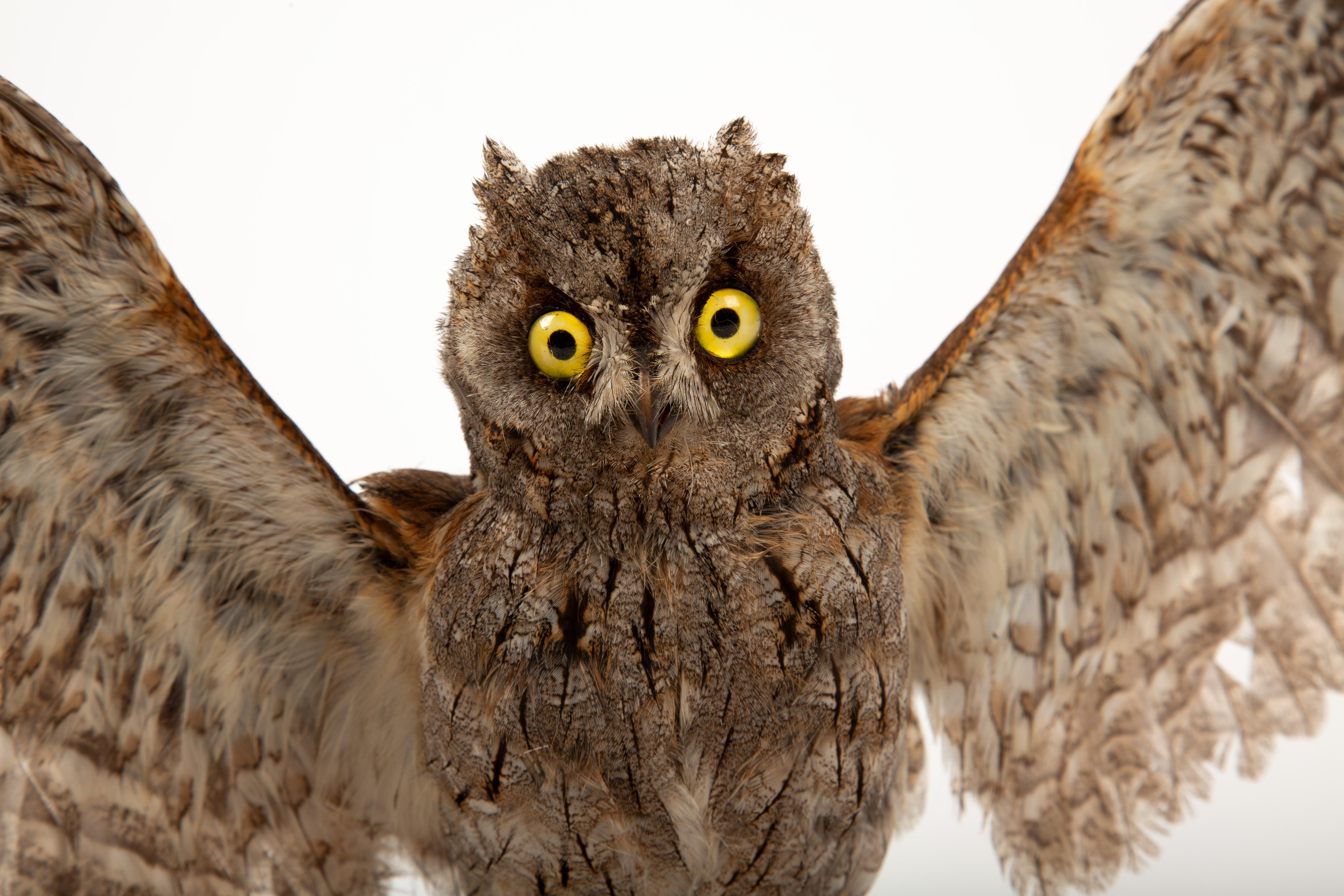 Wide-Eyed Wonder: Taxidermy Eurasian Scops Owl with Wings Spread 1