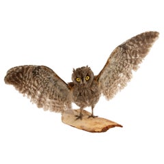 Wide-Eyed Wonder: Taxidermy Eurasian Scops Owl with Wings Spread