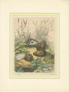 Wigeon Eggs in Nature: An 1863 Study of Avian Reproduction - Lithograph
