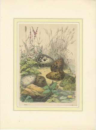 Wigeon Eggs in Nature: An 1863 Study of Avian Reproduction - Lithograph, view 2
