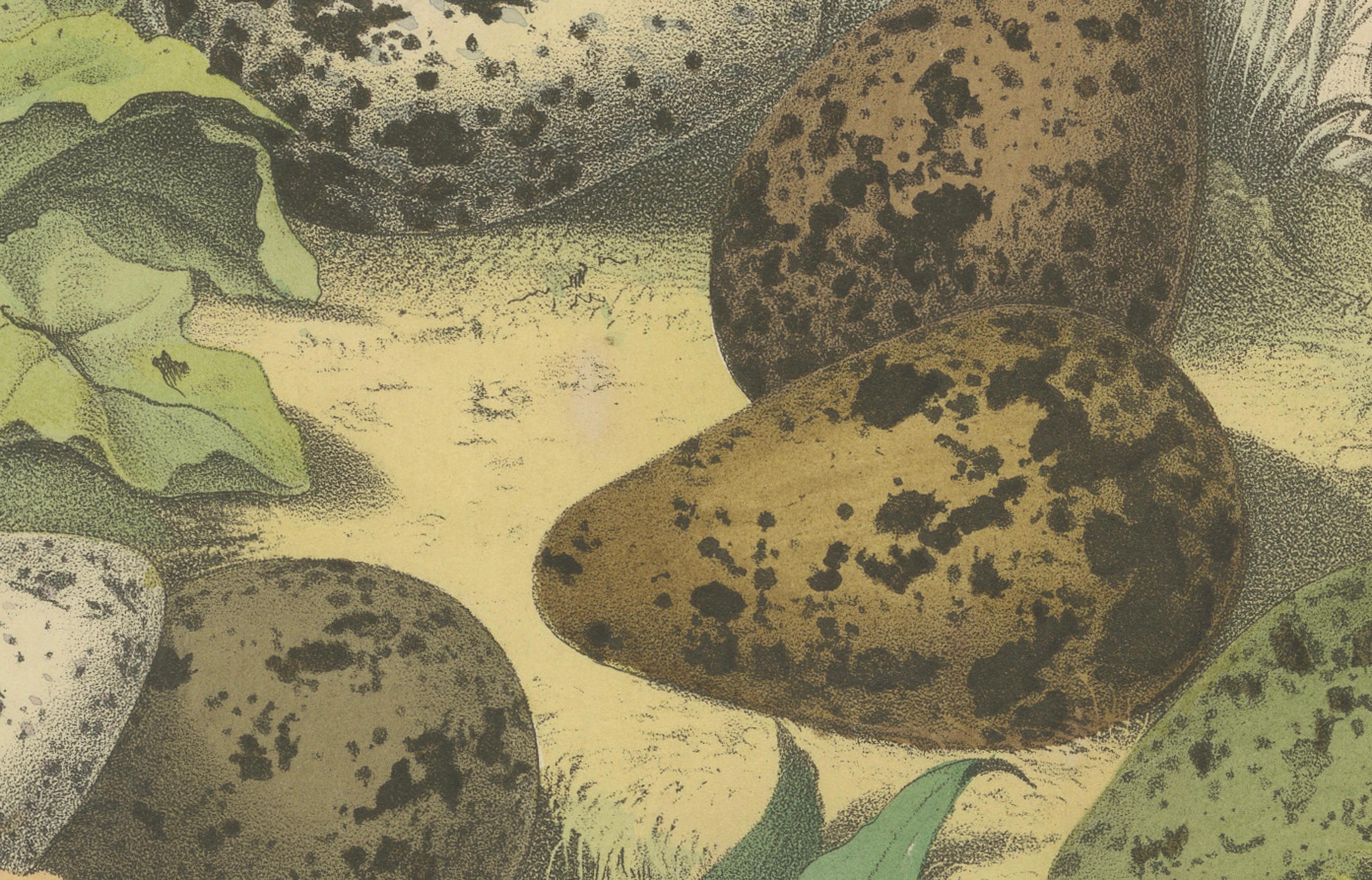 Pfeifeneier in der Nature: Eine Studie über die Fortpflanzung von Vögeln aus dem Jahr 1863 - Lithographie im Zustand „Gut“ im Angebot in Langweer, NL