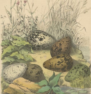 Wigeon Eggs in Nature: An 1863 Study of Avian Reproduction - Lithograph, view 4
