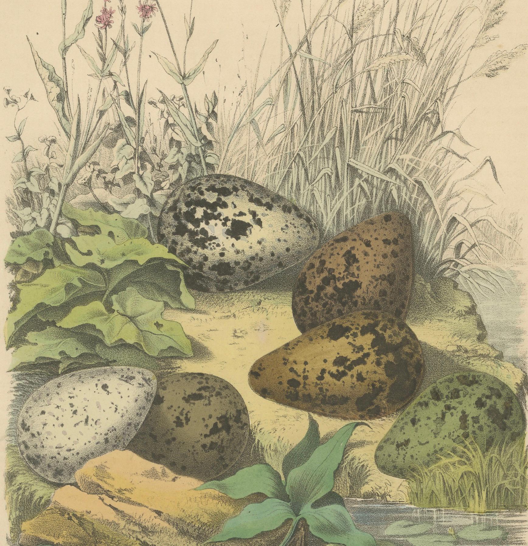 Pfeifeneier in der Nature: Eine Studie über die Fortpflanzung von Vögeln aus dem Jahr 1863 - Lithographie im Angebot 4