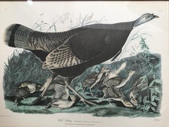 Wild Birds Lithographs by John J. Audubon, a Pair