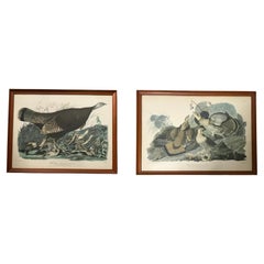 Wild Birds Lithographs by John J. Audubon, a Pair