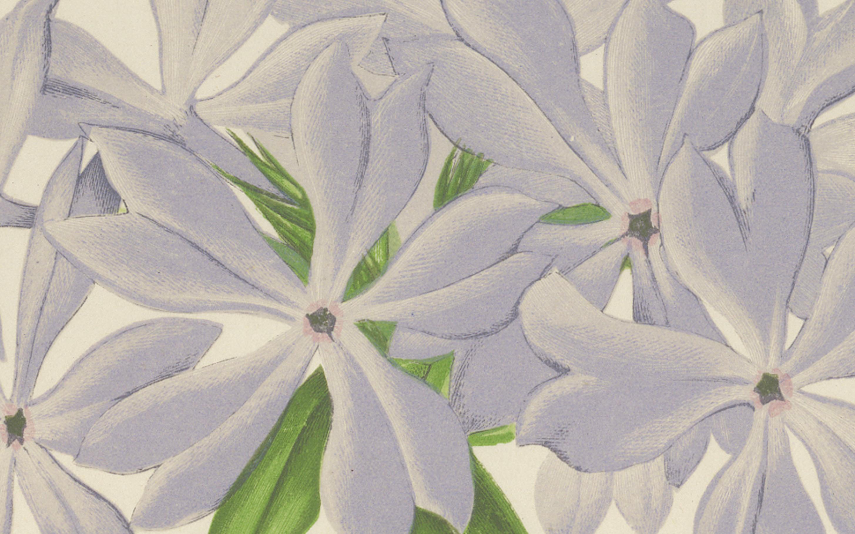 Wilder Blauer Phlox (Phlox divaricata), handkolorierter botanischer Druck, 1874  
 
Diese elegante handkolorierte Lithografie aus dem Jahr 1874 zeigt Phlox divaricata, allgemein bekannt als Wilder Blauer Phlox oder Waldphlox. Es wurde von George