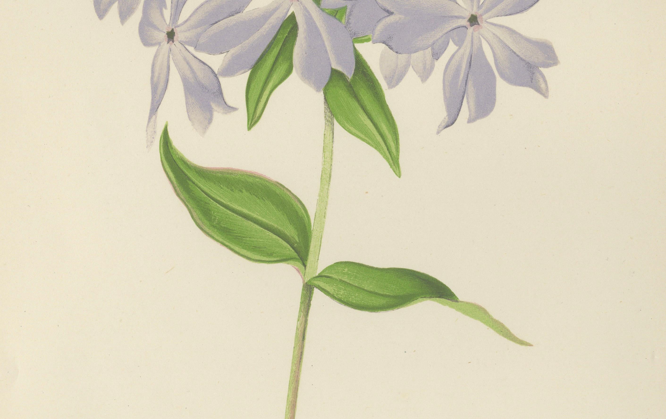 Wildblauer Phlox (Phlox Divaricata), handkolorierter botanischer Druck, 1874 im Zustand „Gut“ im Angebot in Langweer, NL