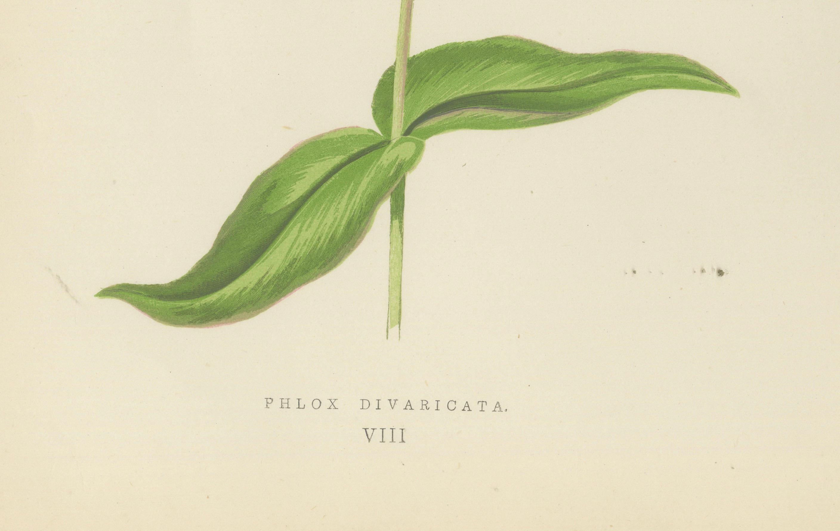 Wildblauer Phlox (Phlox Divaricata), handkolorierter botanischer Druck, 1874 (Spätes 19. Jahrhundert) im Angebot