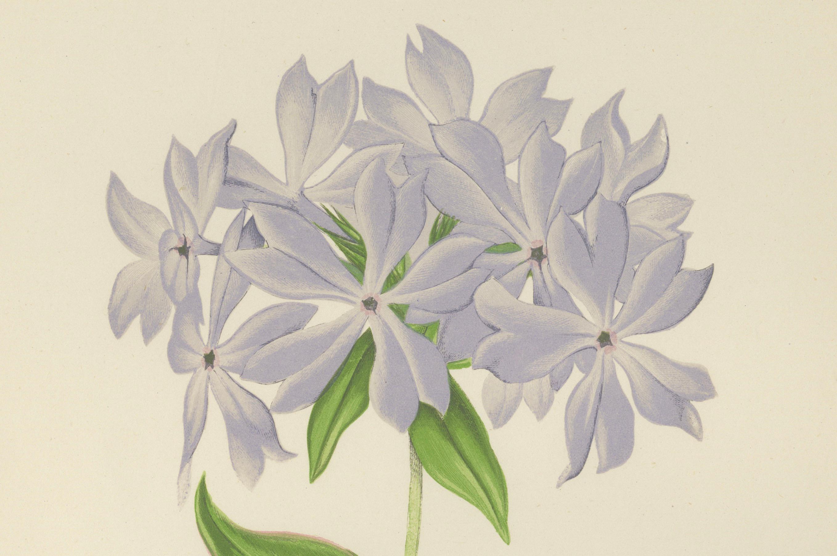 Wildblauer Phlox (Phlox Divaricata), handkolorierter botanischer Druck, 1874 (Papier) im Angebot