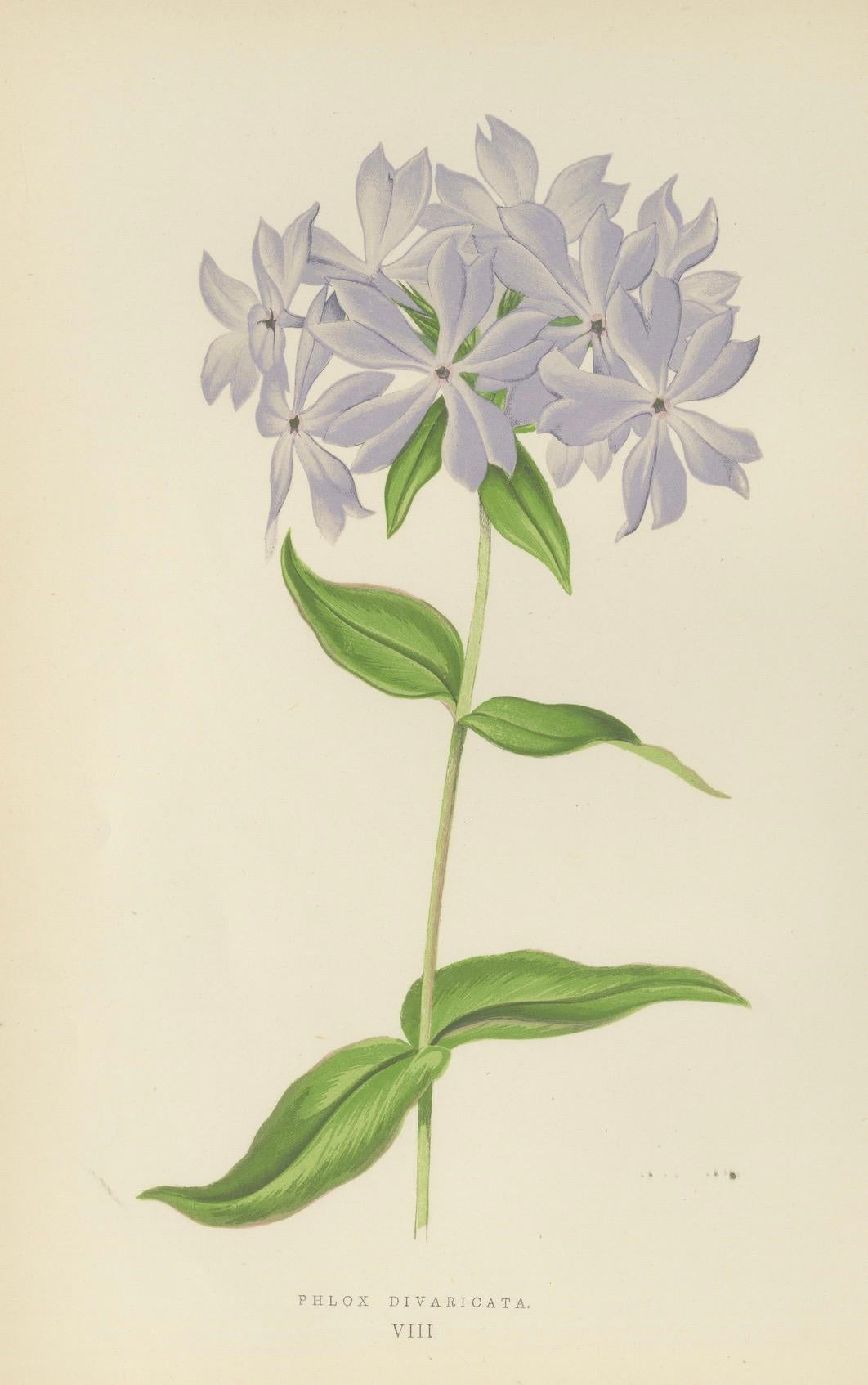 Wildblauer Phlox (Phlox Divaricata), handkolorierter botanischer Druck, 1874 im Angebot 1