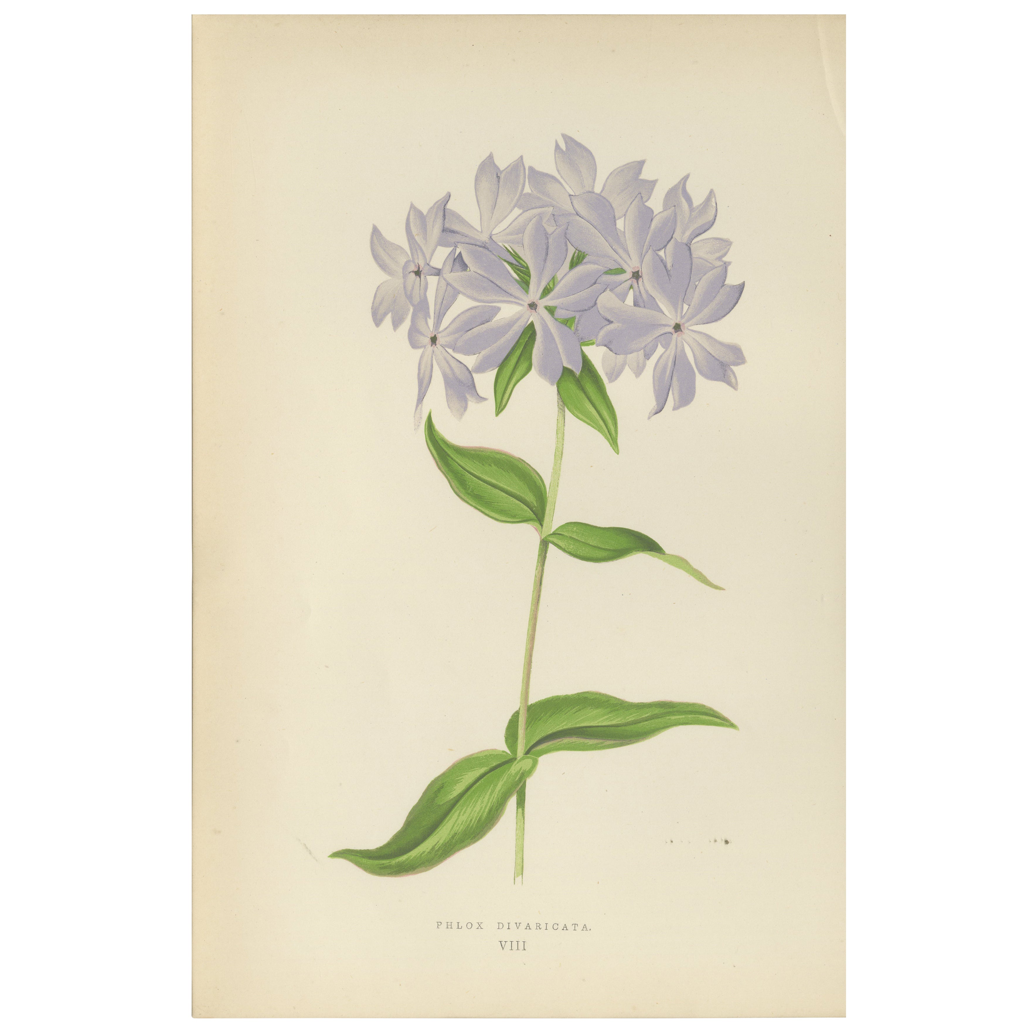 Wildblauer Phlox (Phlox Divaricata), handkolorierter botanischer Druck, 1874