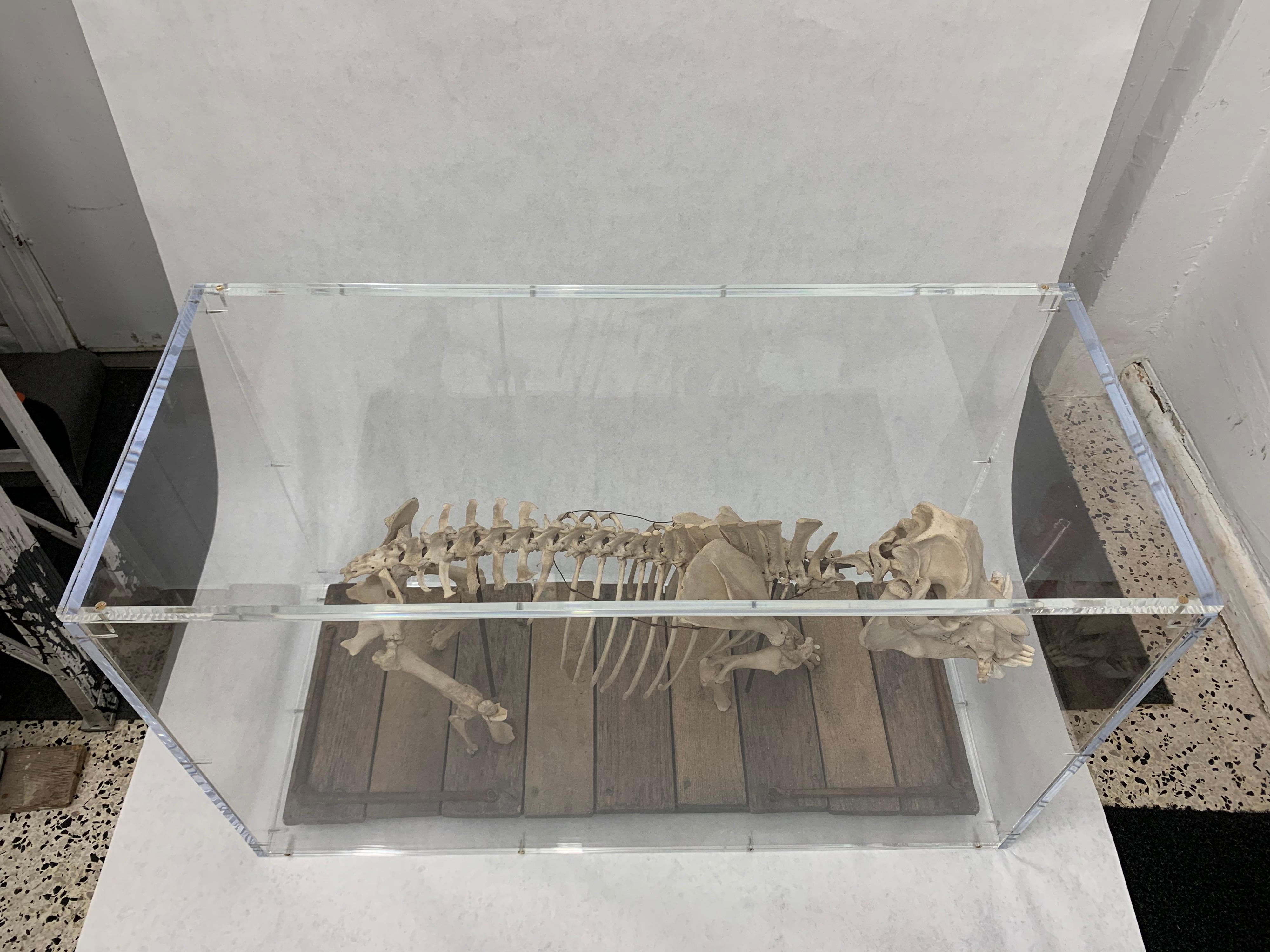 As found, this antique animal sculpture mounted on its original slatted wood base with oxidized metal accents, has been encased in this amazing acrylic display box. It is heavy and important.