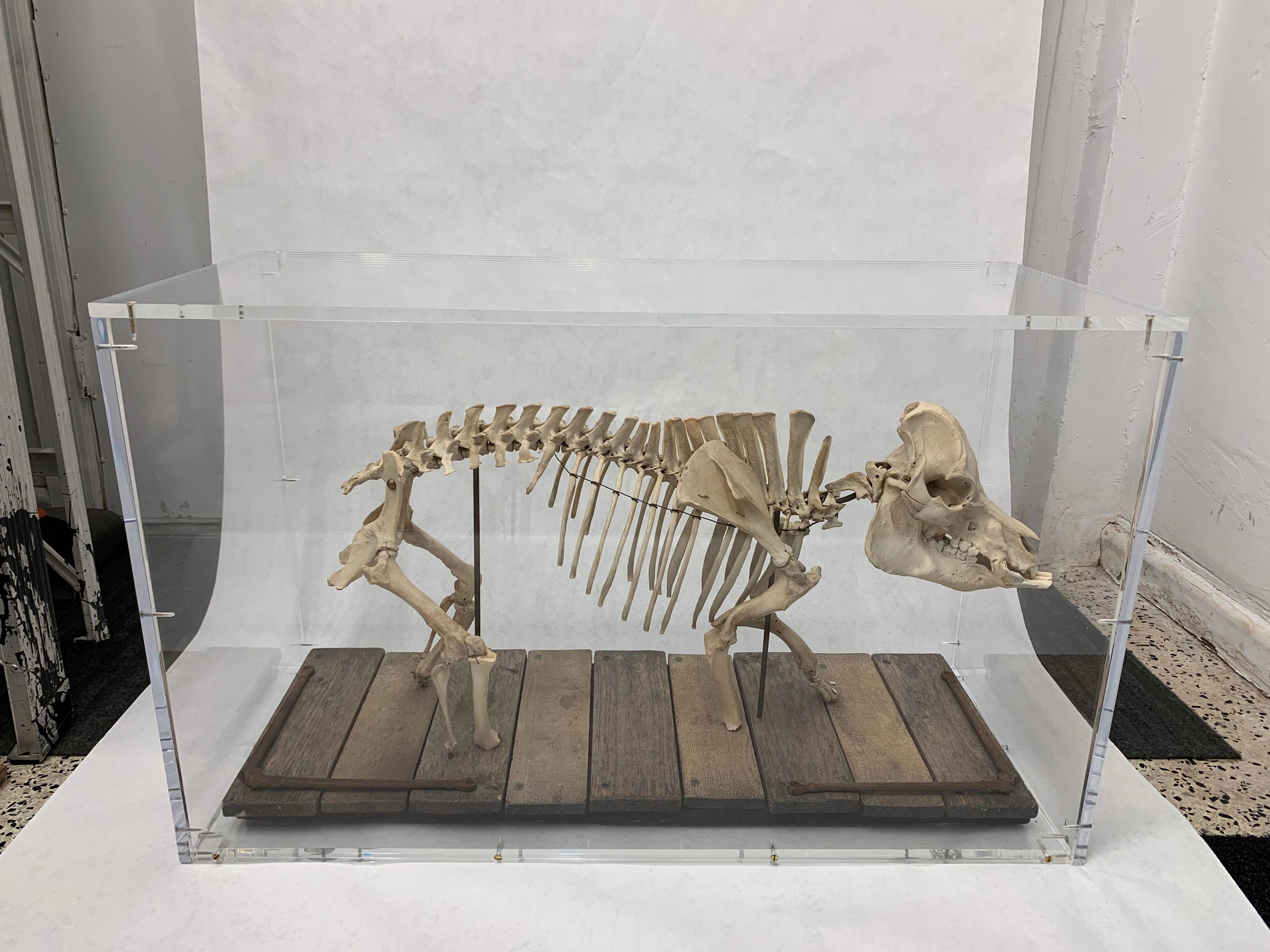 French Wild Boar Mounted Skeleton Sculpture in Acrylic Display Box