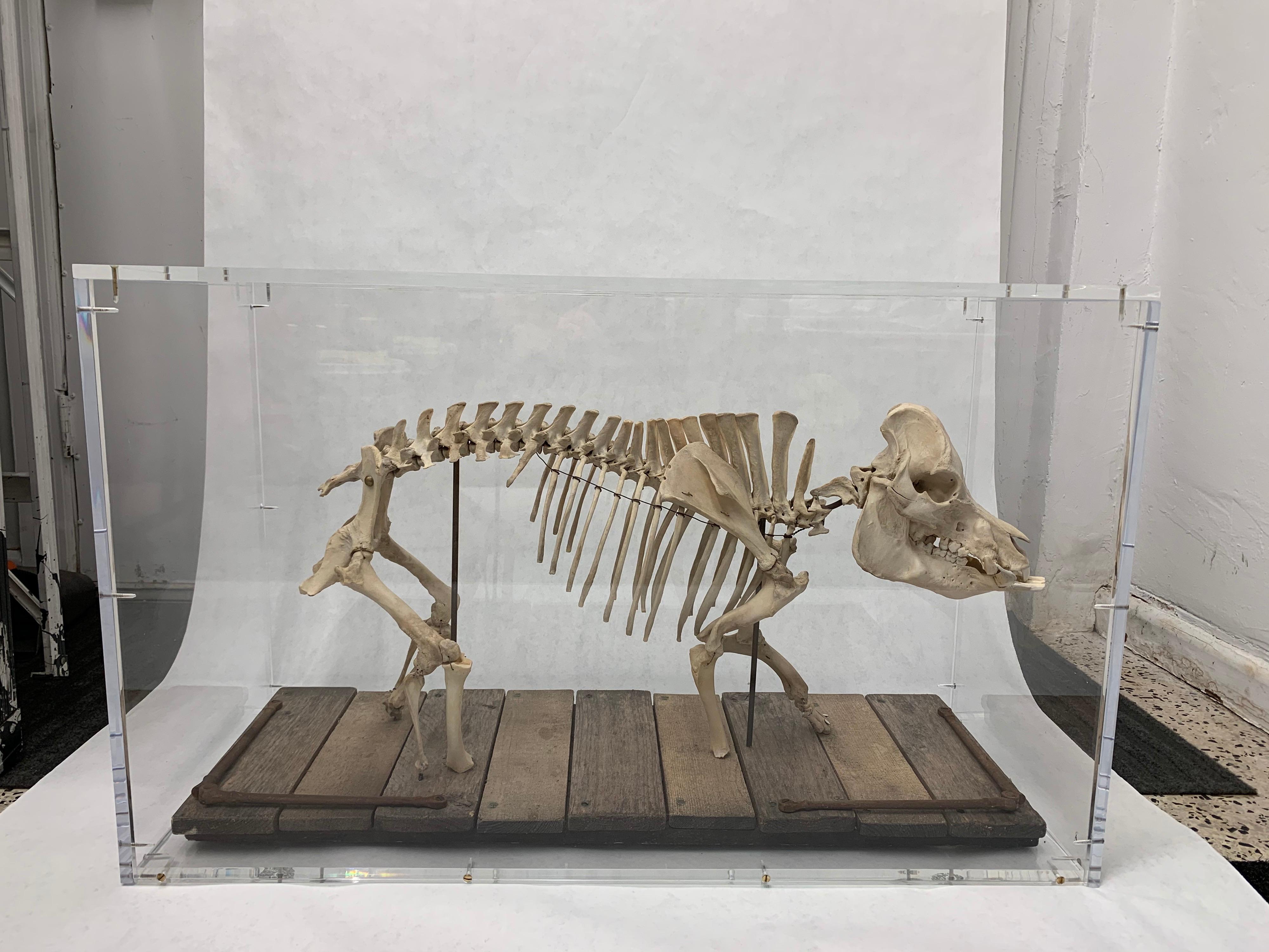 Early 20th Century Wild Boar Mounted Skeleton Sculpture in Acrylic Display Box